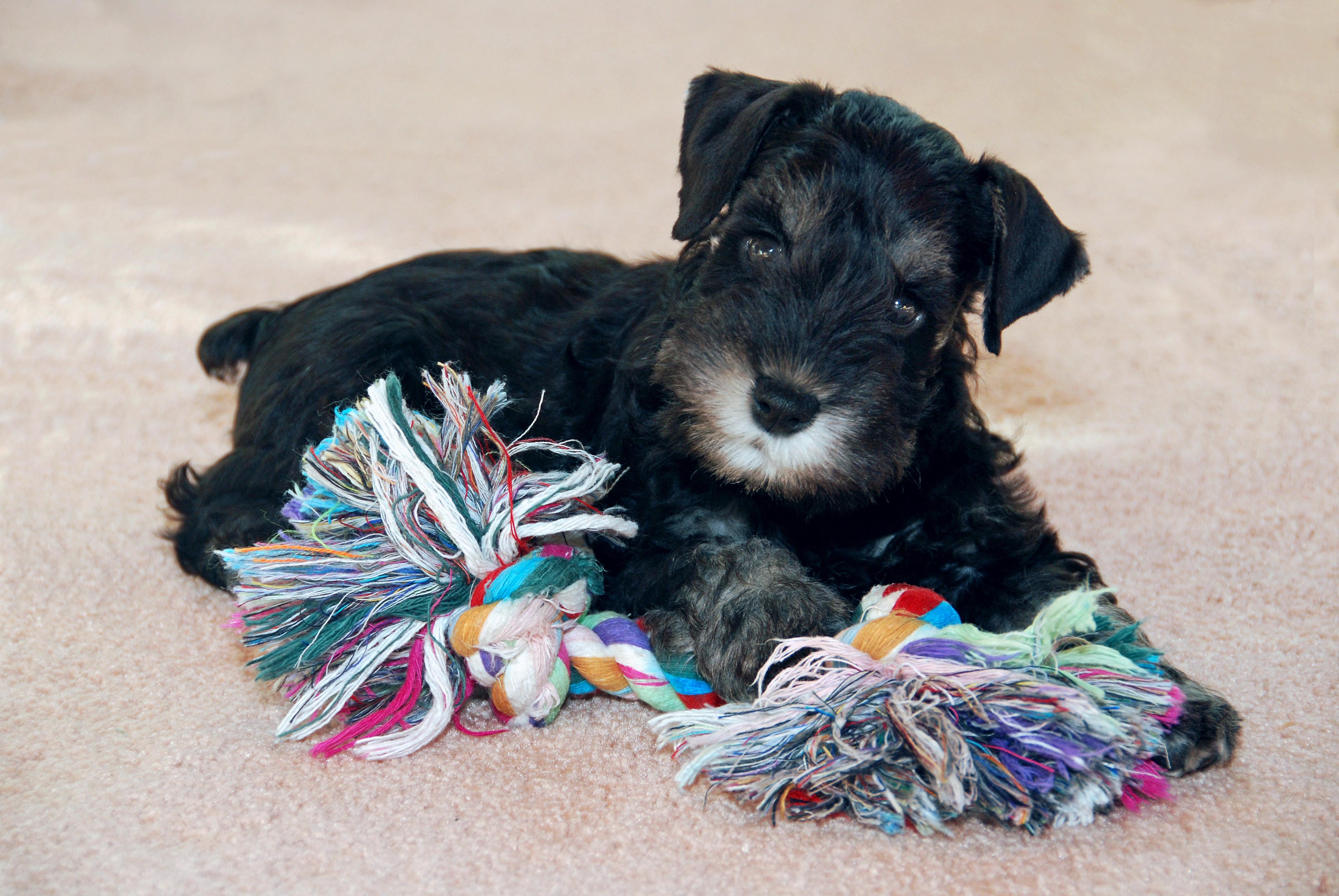 3872x2592 Miniature Schnauzer
