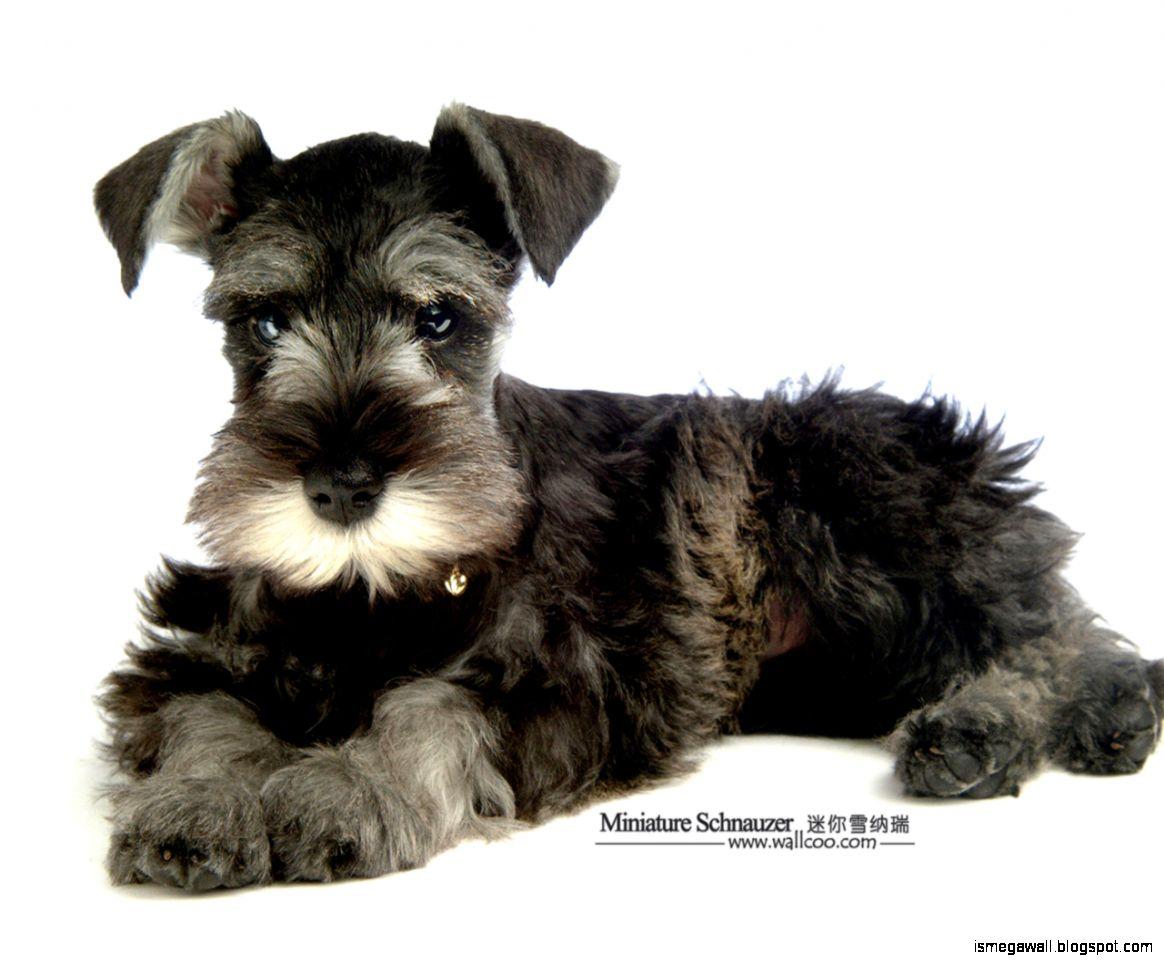 1164x962 Miniature Schnauzer Wallpaper