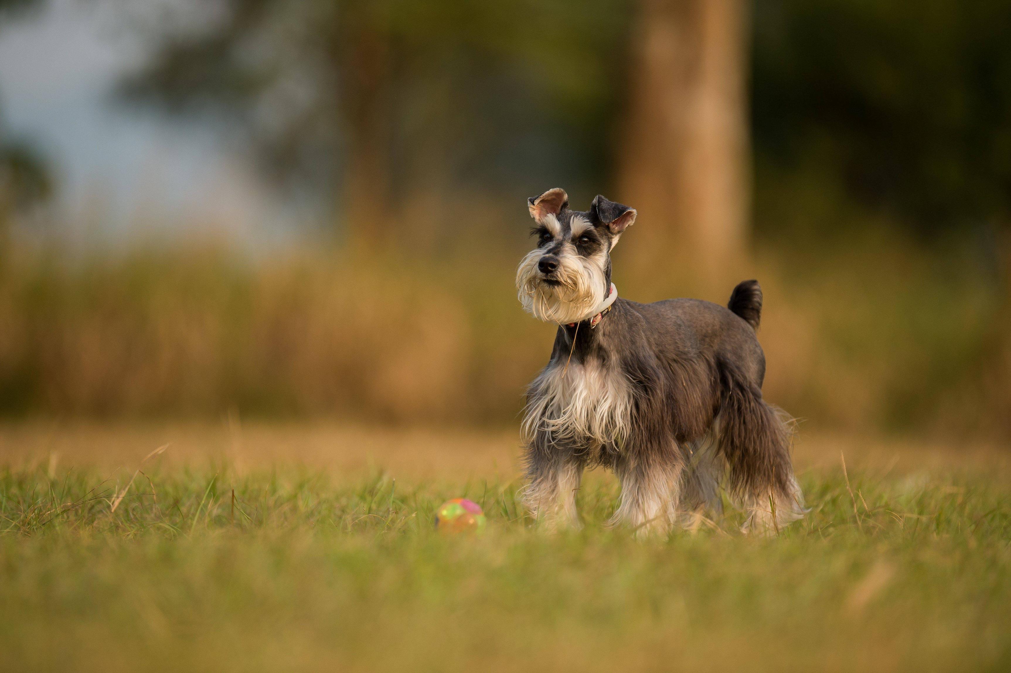 3450x2296 Miniature Schnauzer Dog Wallpaper