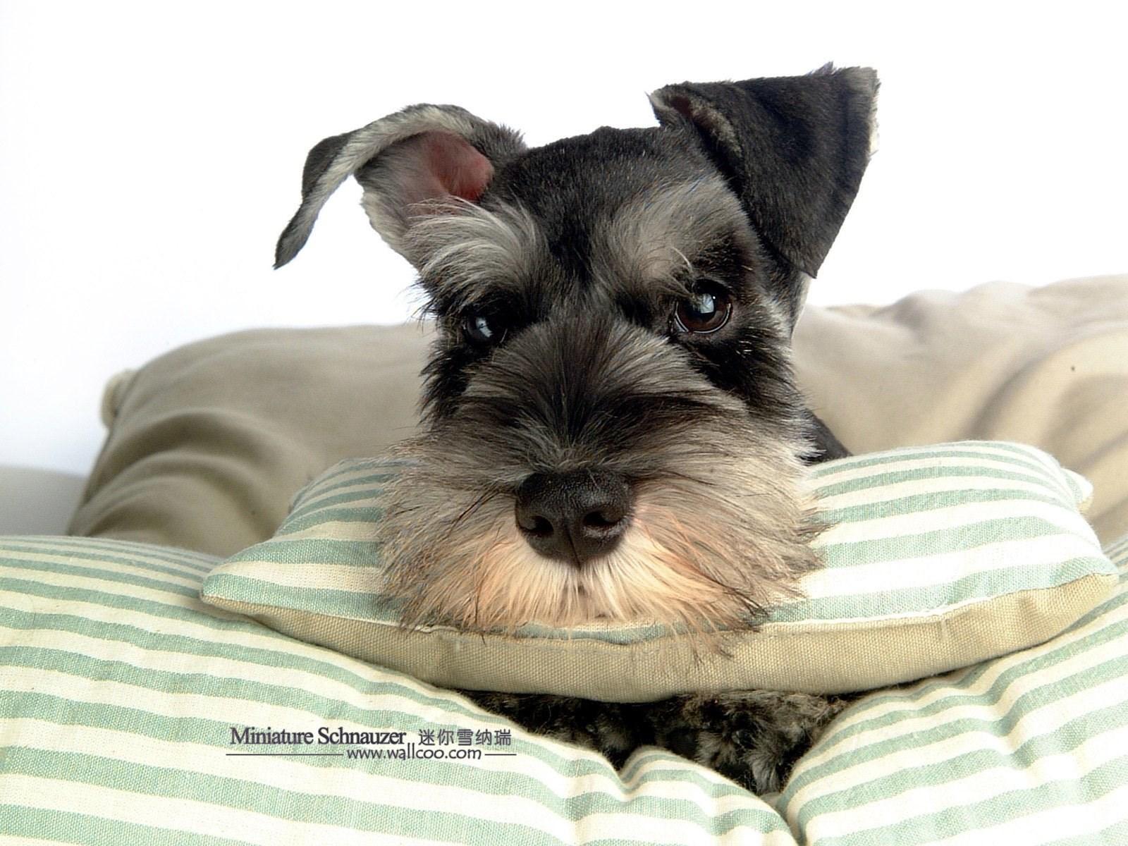 1600x1200 1600*1200 Miniature Schnauzer Puppies Photo Mini Schnauzer. Desktop Background