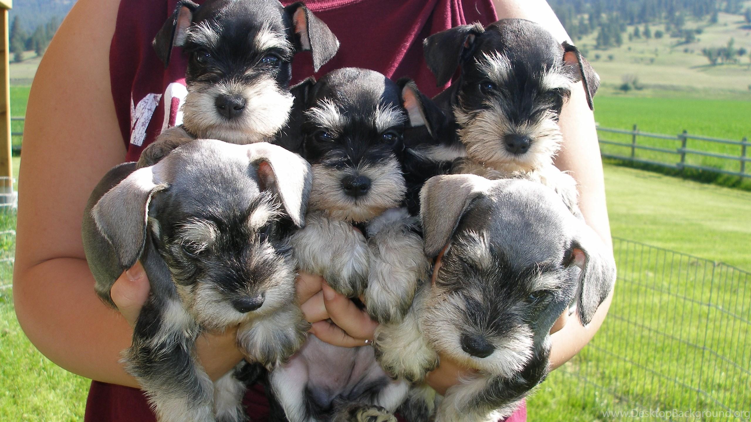 2560x1440 Miniature Schnauzer Wallpaper 19 Desktop Background. Desktop Background