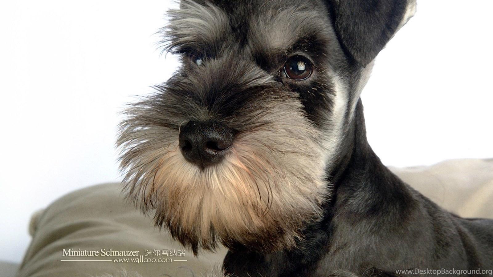 1600x900 1600*1200 Miniature Schnauzer Puppies Photo Mini Schnauzer. Desktop Background