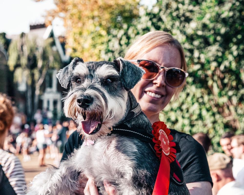 1000x800 Miniature Schnauzer Picture. Download Free Image