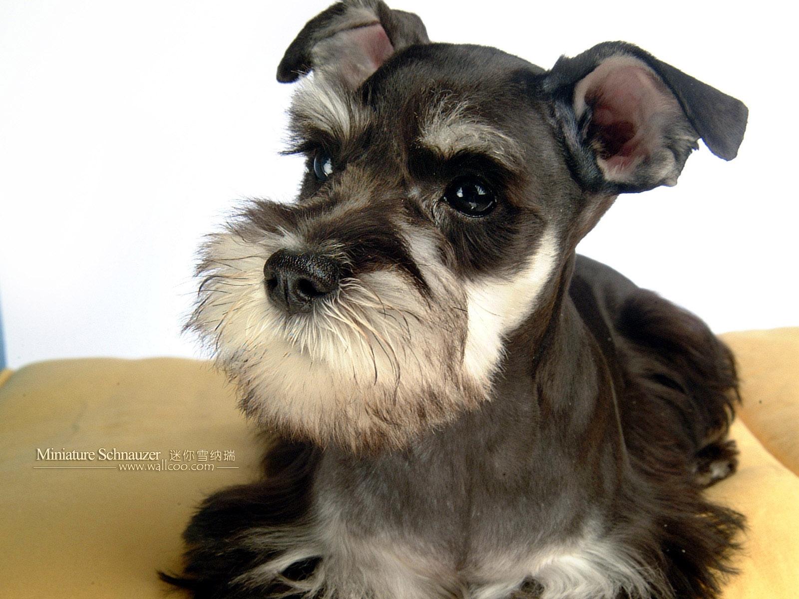 1600x1200 1600*1200 Miniature Schnauzer Puppies Photo Schnauzer wallpaper 1600x1200 NO.12 Desktop Wallpaper