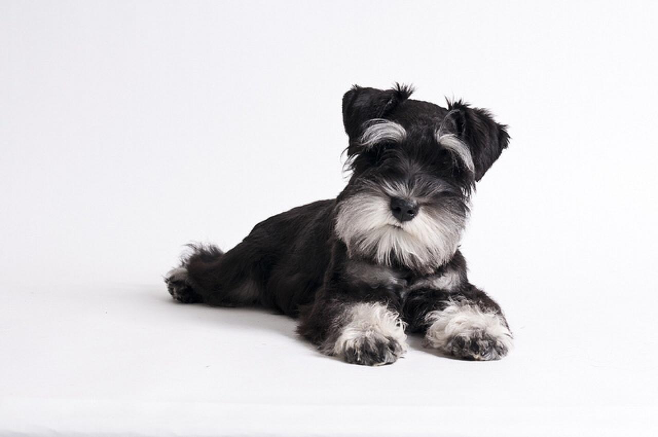 1280x850 Schnauzer wallpaper, Animal, HQ Schnauzer pictureK Wallpaper 2019