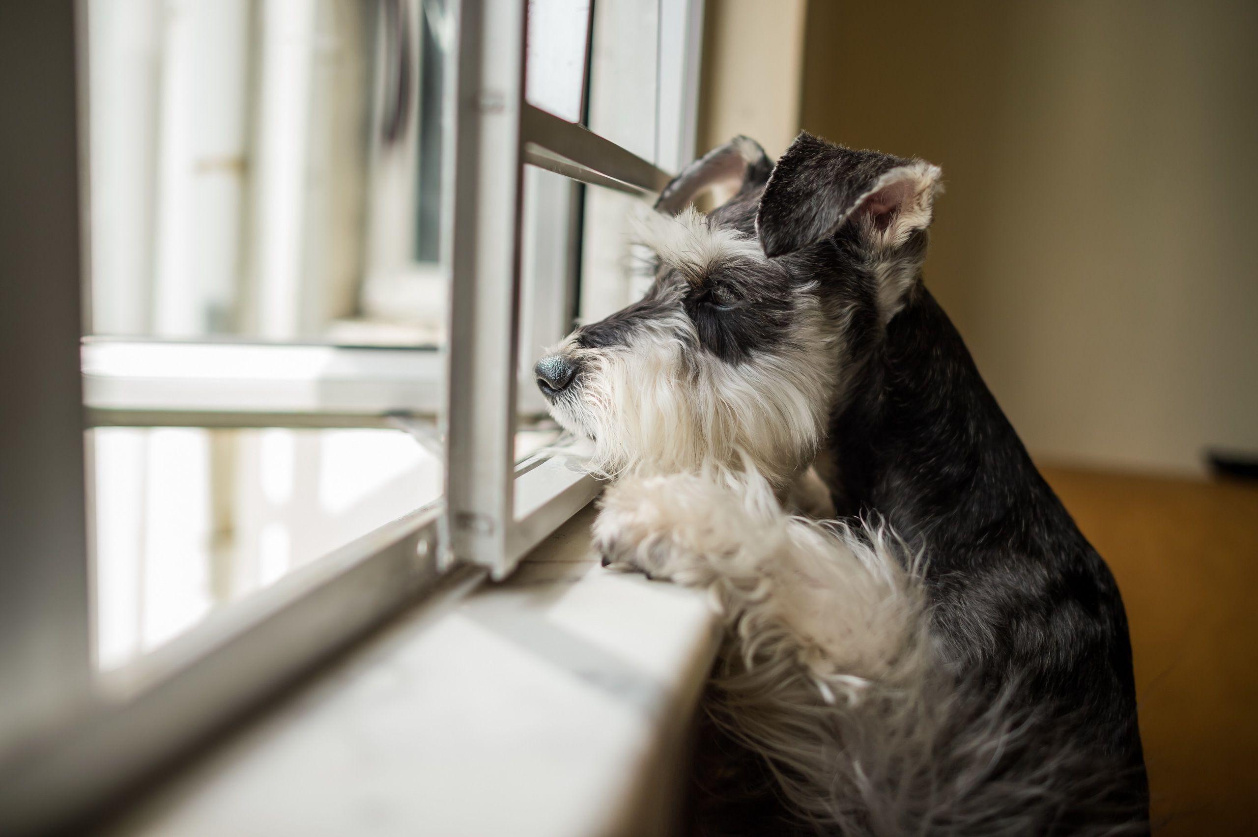 2560x1704 Miniature Schnauzer Dog Wallpaper