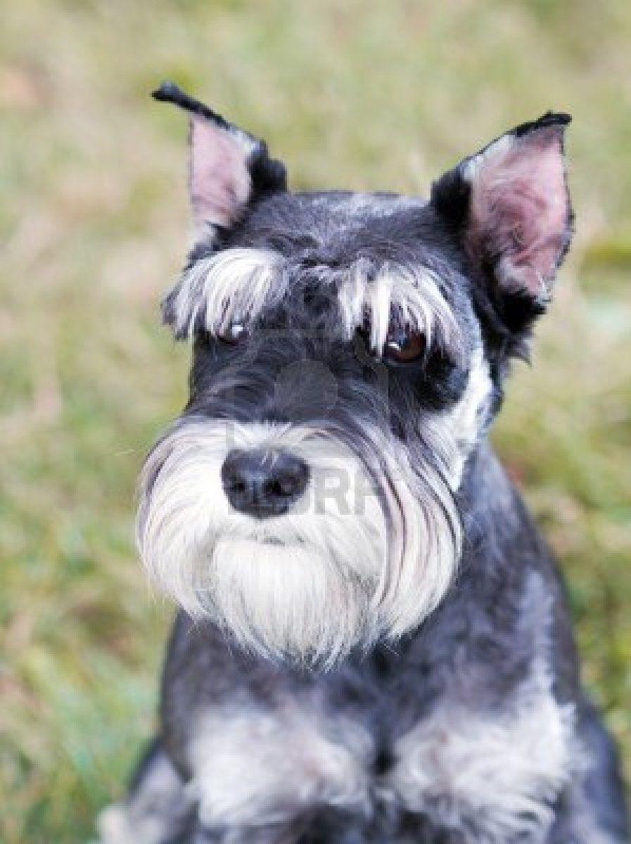897x1200 Portrait of a young miniature schnauzer on lawn. Miniature schnauzer, Schnauzer, Schnauzer grooming