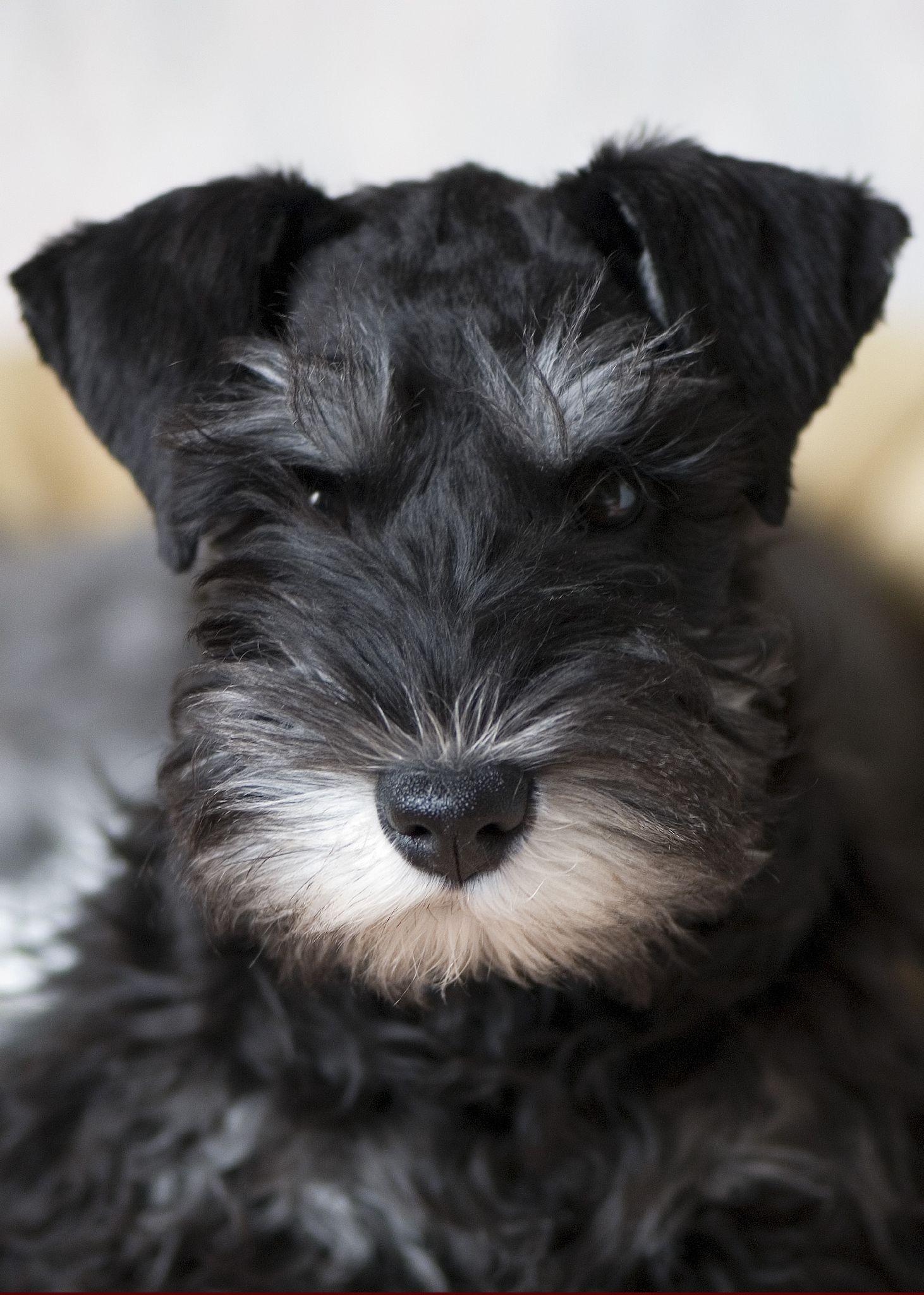 1462x2048 Grey Schnauzer Wallpaper
