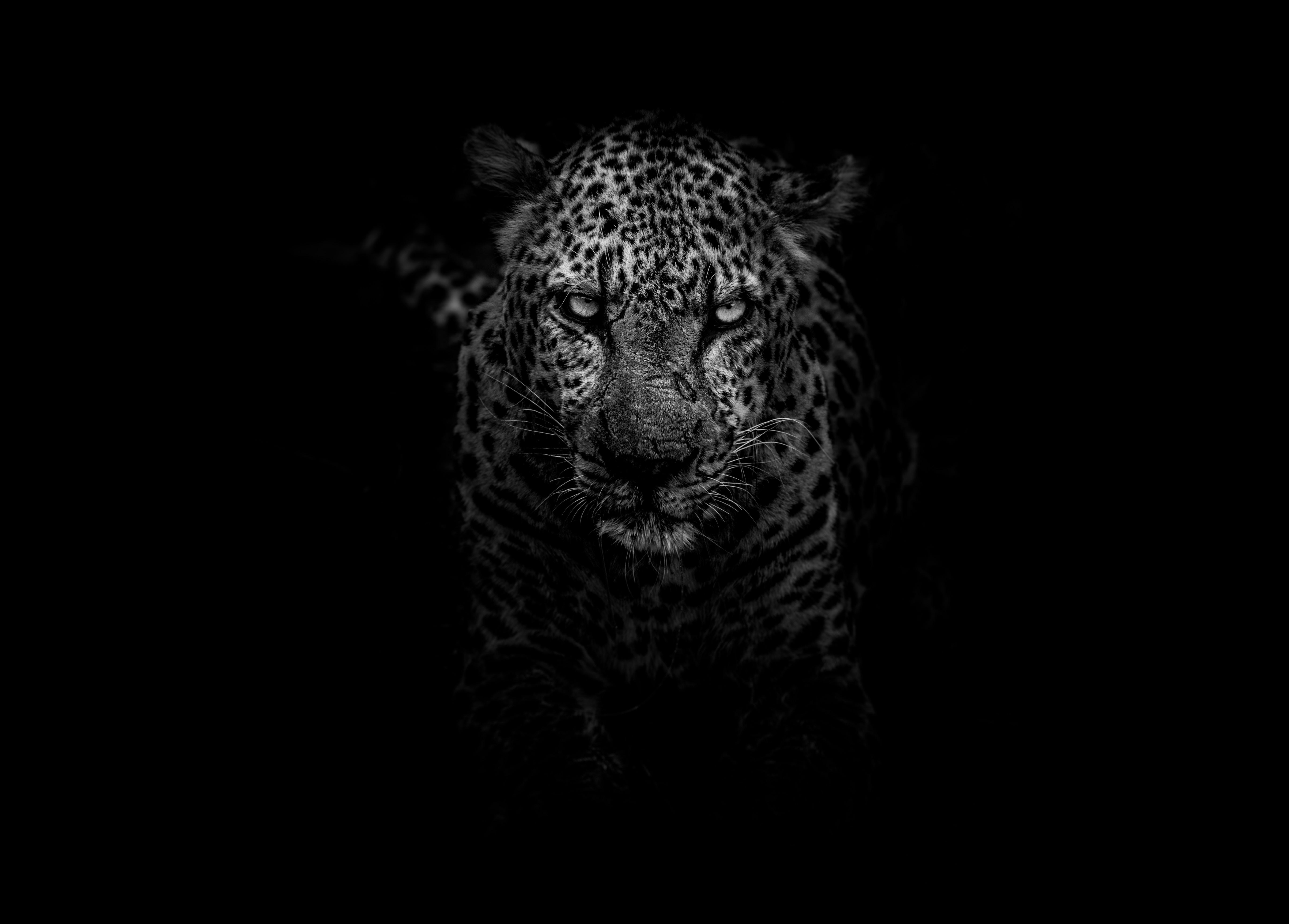 5498x3940 Leopard Dark Monochrome 5k, HD Animals, 4k Wallpaper, Image, Background, Photo and Picture