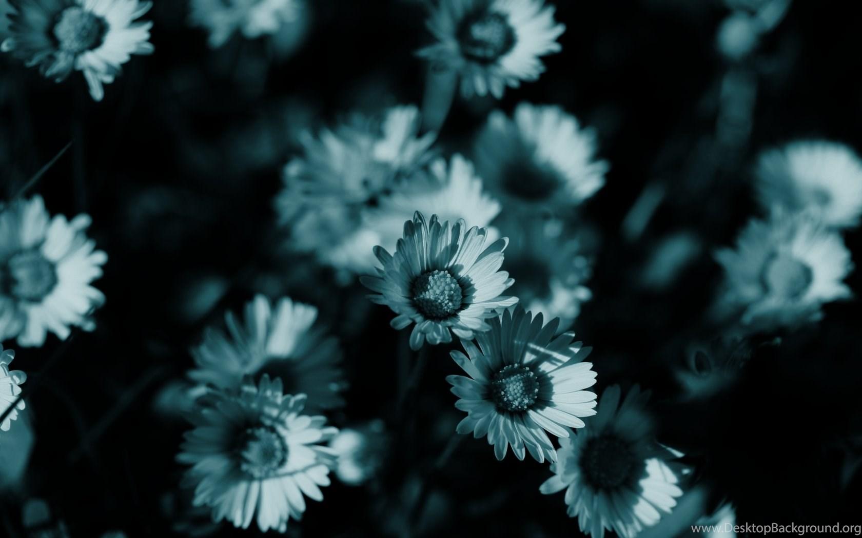 1680x1050 Dark Flowers Monochrome Wallpaper Desktop Background