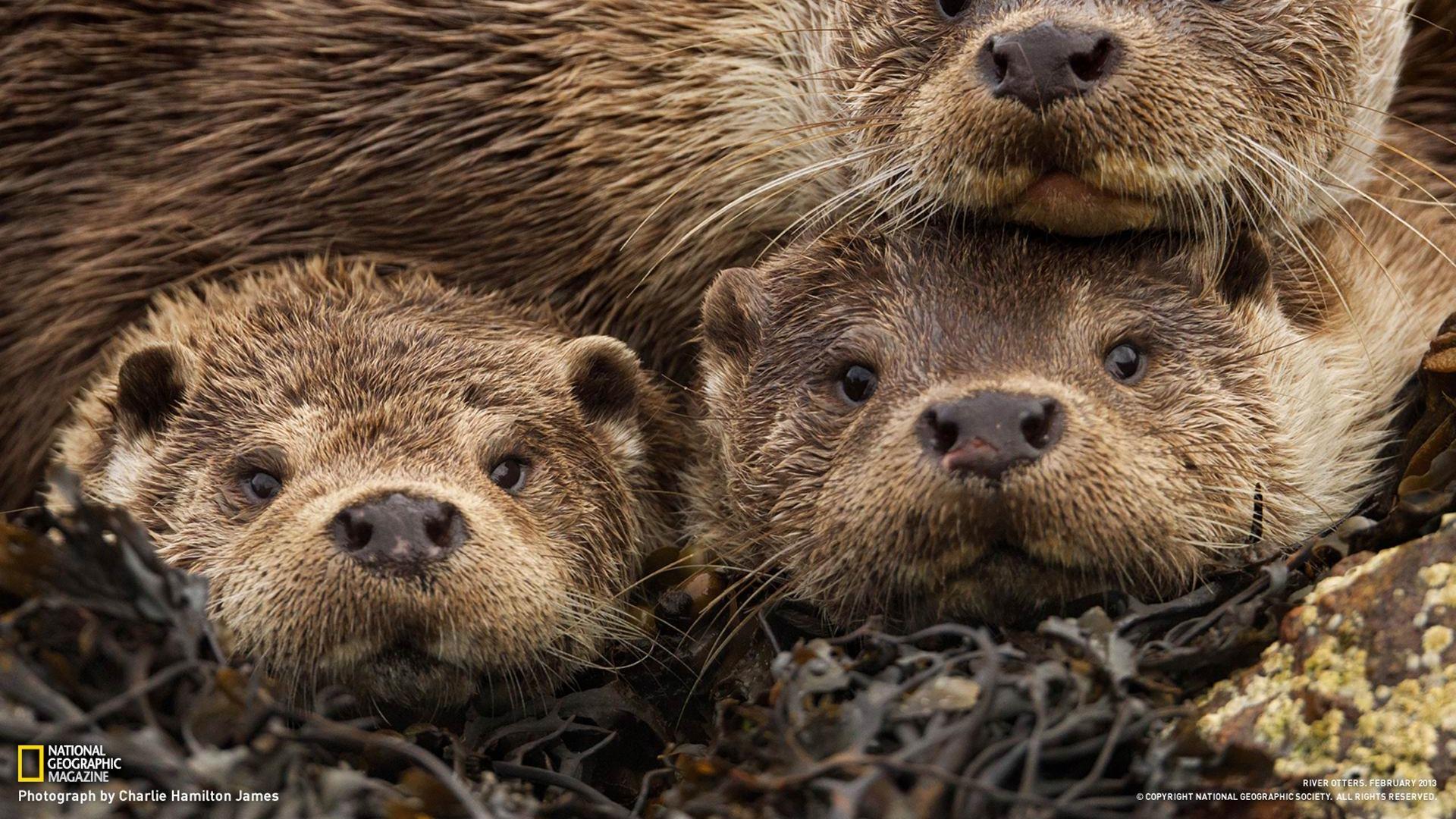 1920x1080 Eurasian Otters Shetland Islands National Geographic Photography Wallpaper