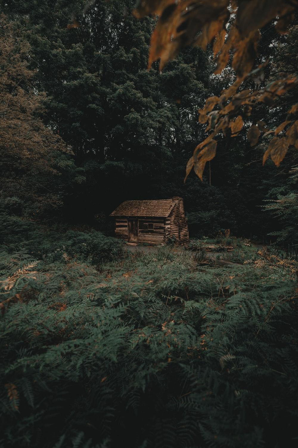 1000x1500 Cabin In The Woods Picture. Download Free Image