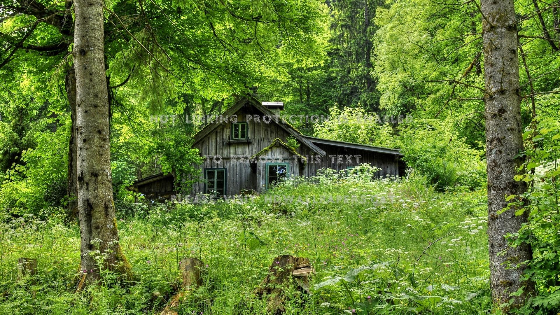1920x1080 cabin deep the woods trunks forest houses