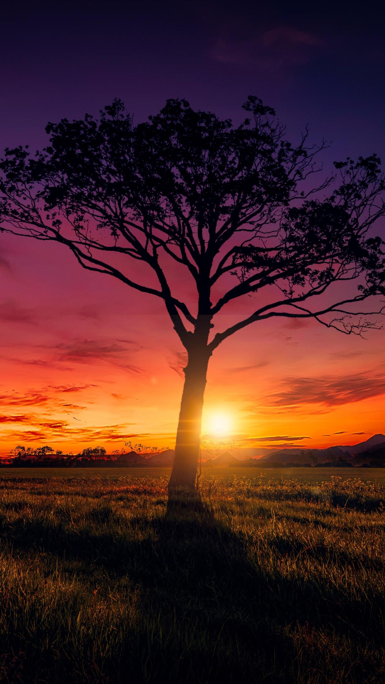 1242x2208 Sunset Wallpaper 4K, Orange Sky, Landscape, Purple, Clouds, Tree, Nature