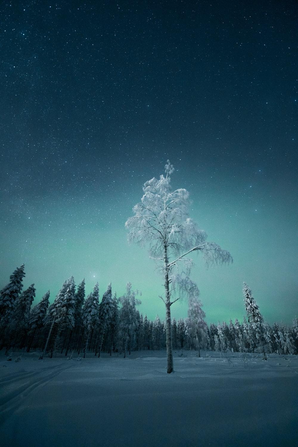 1000x1500 Best Snow Night Picture [HD]. Download Free Image