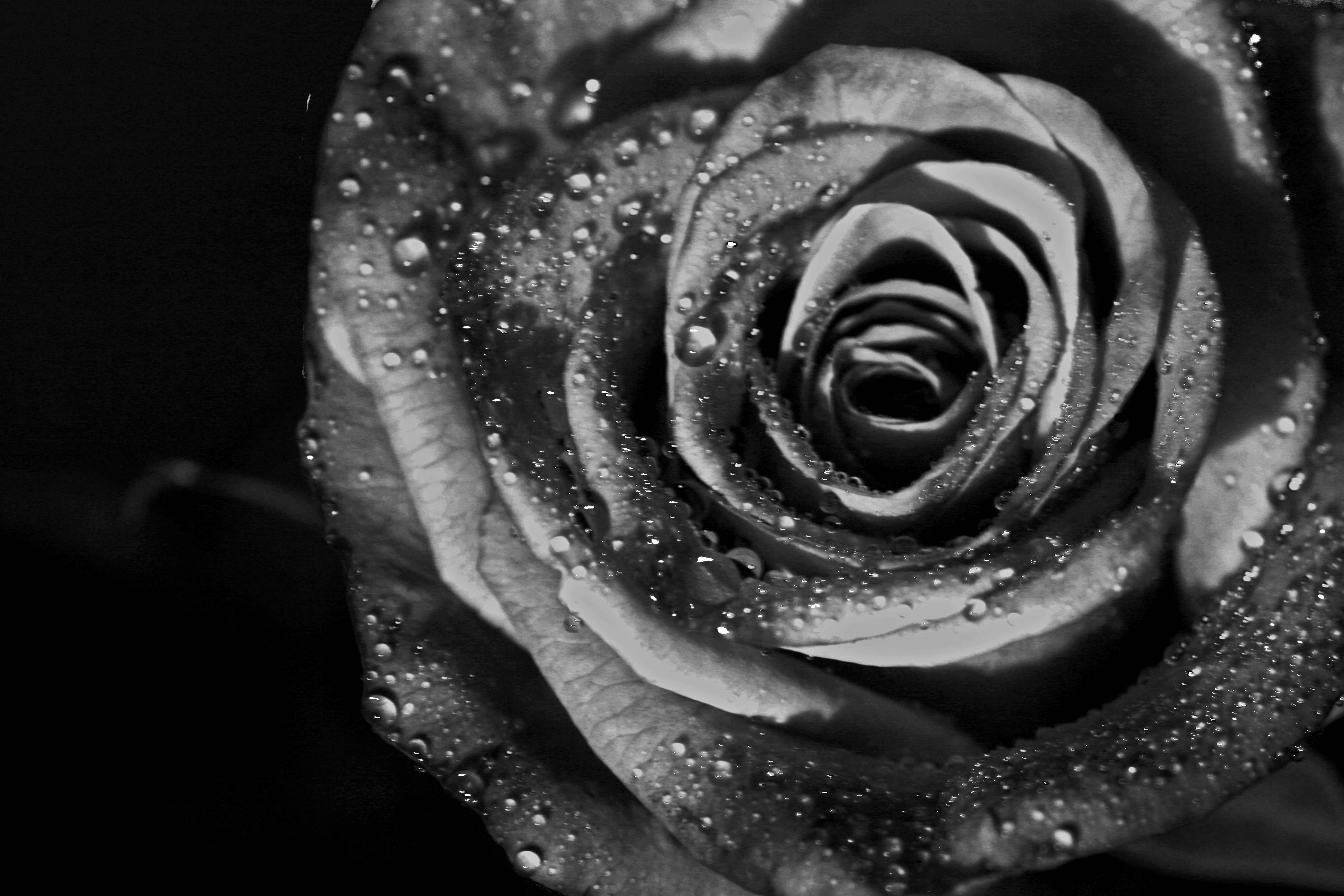 Black and White Rose Wallpapers - Top Free Black and White Rose Backgrounds  - WallpaperAccess
