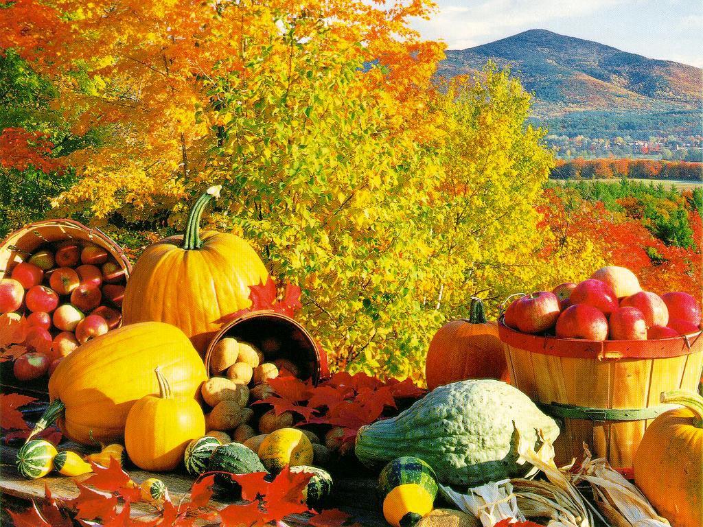 1024x768 Free download you enjoy this Fall Harvest wallpaper download from our Autumn [1024x768] for your Desktop, Mobile & Tablet. Explore Fall Festival Wallpaper. Music Festival Wallpaper, Great Canadian Wallpaper