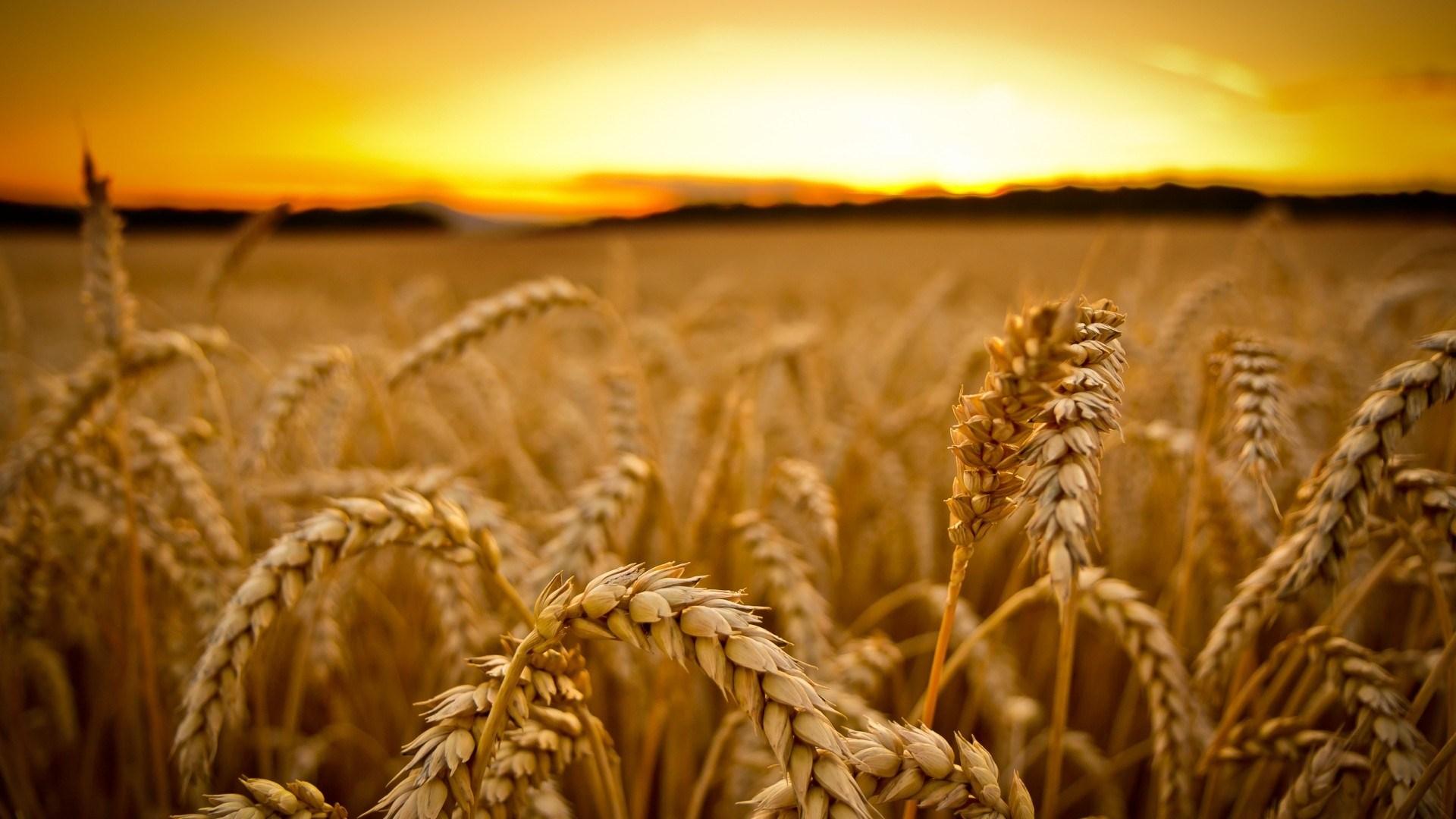 1920x1080 Harvest wallpaper, Comics, HQ Harvest pictureK Wallpaper 2019