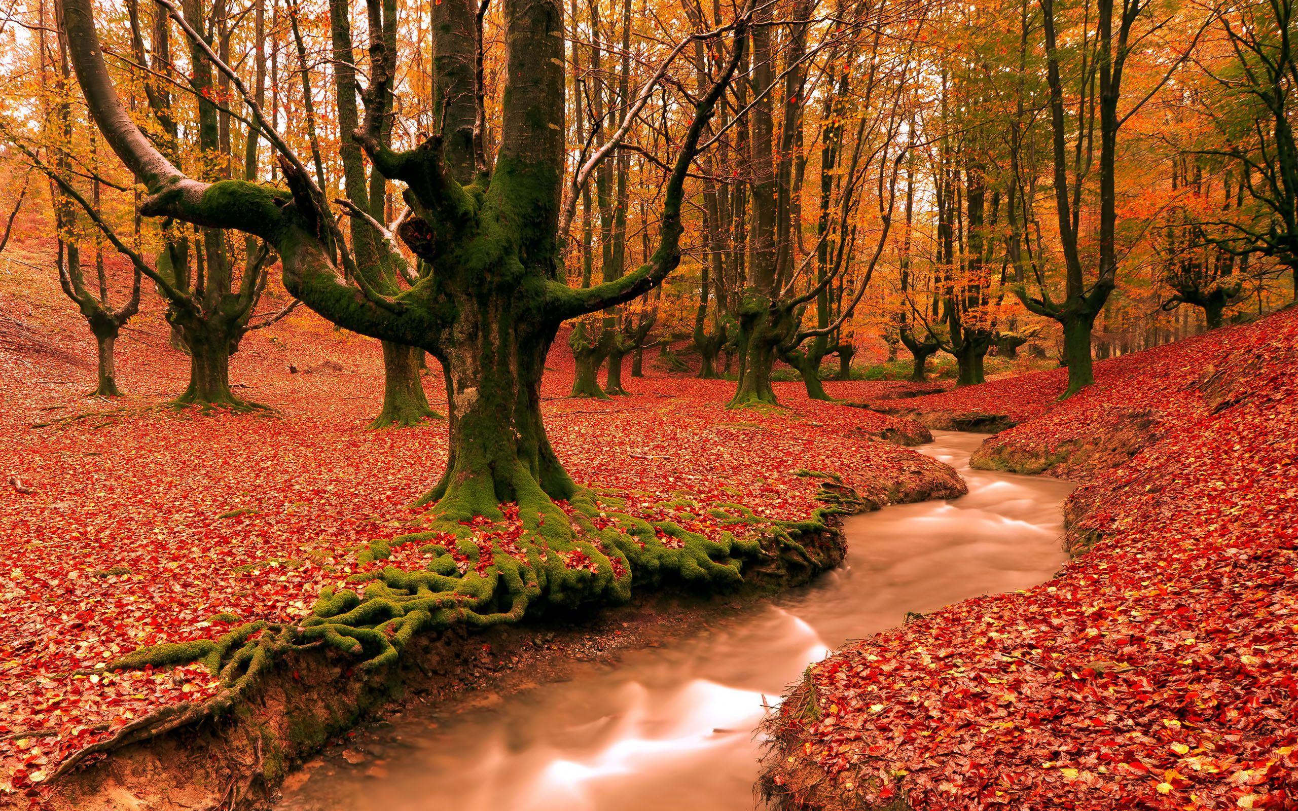 2560x1600 Free Fall Desktop Wallpaper