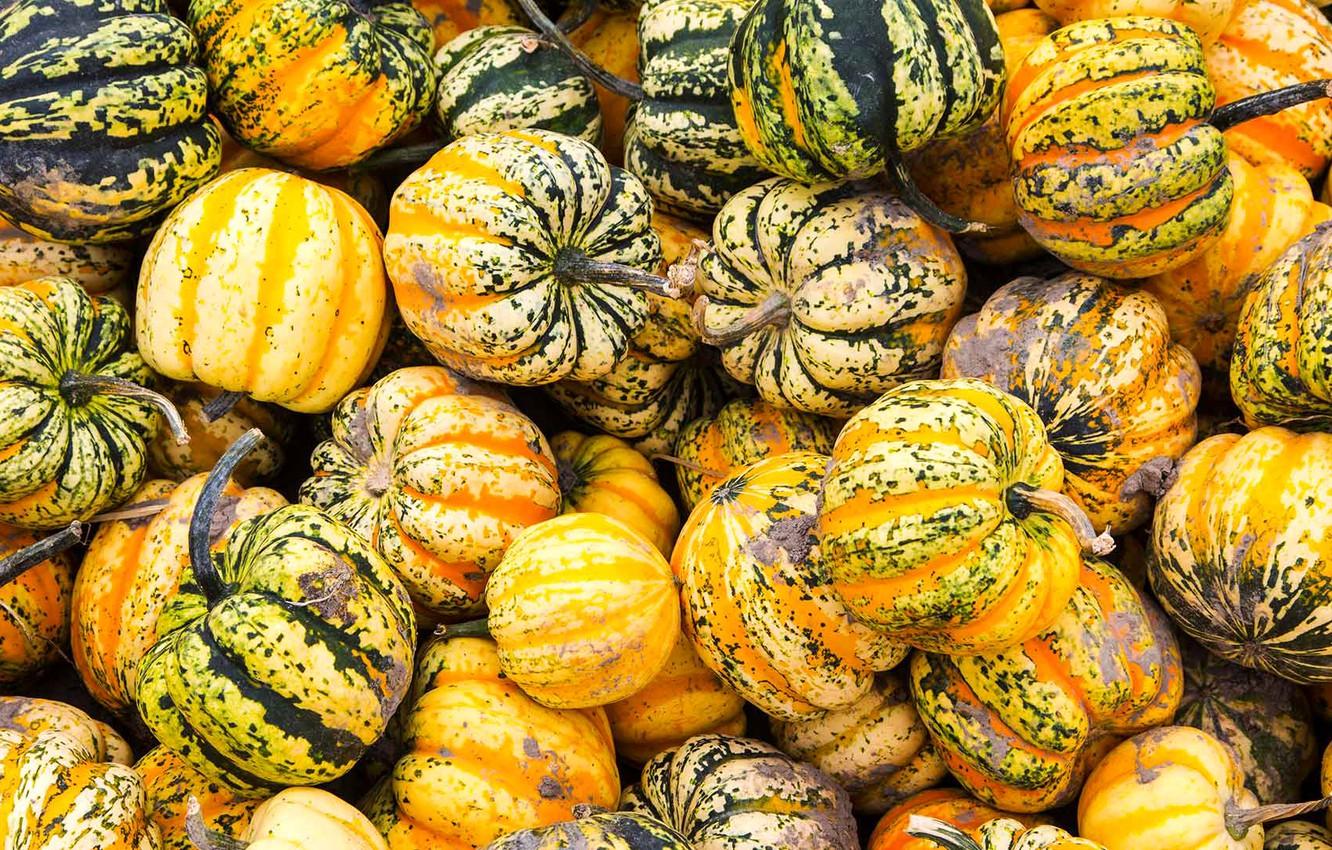 1332x850 Wallpaper autumn, paint, texture, harvest, Canada, the pumpkin festival. image for desktop, section разное