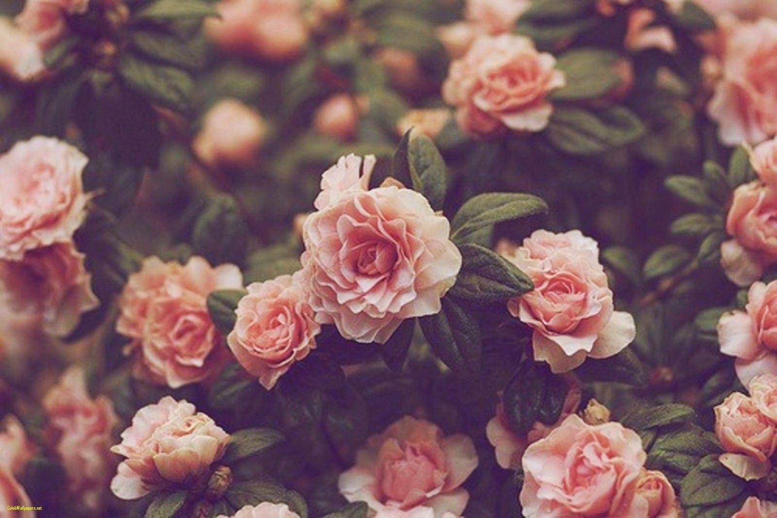 1600x1068 Download Cool Flower Wallpaper Tumblr. Best Collections of Top