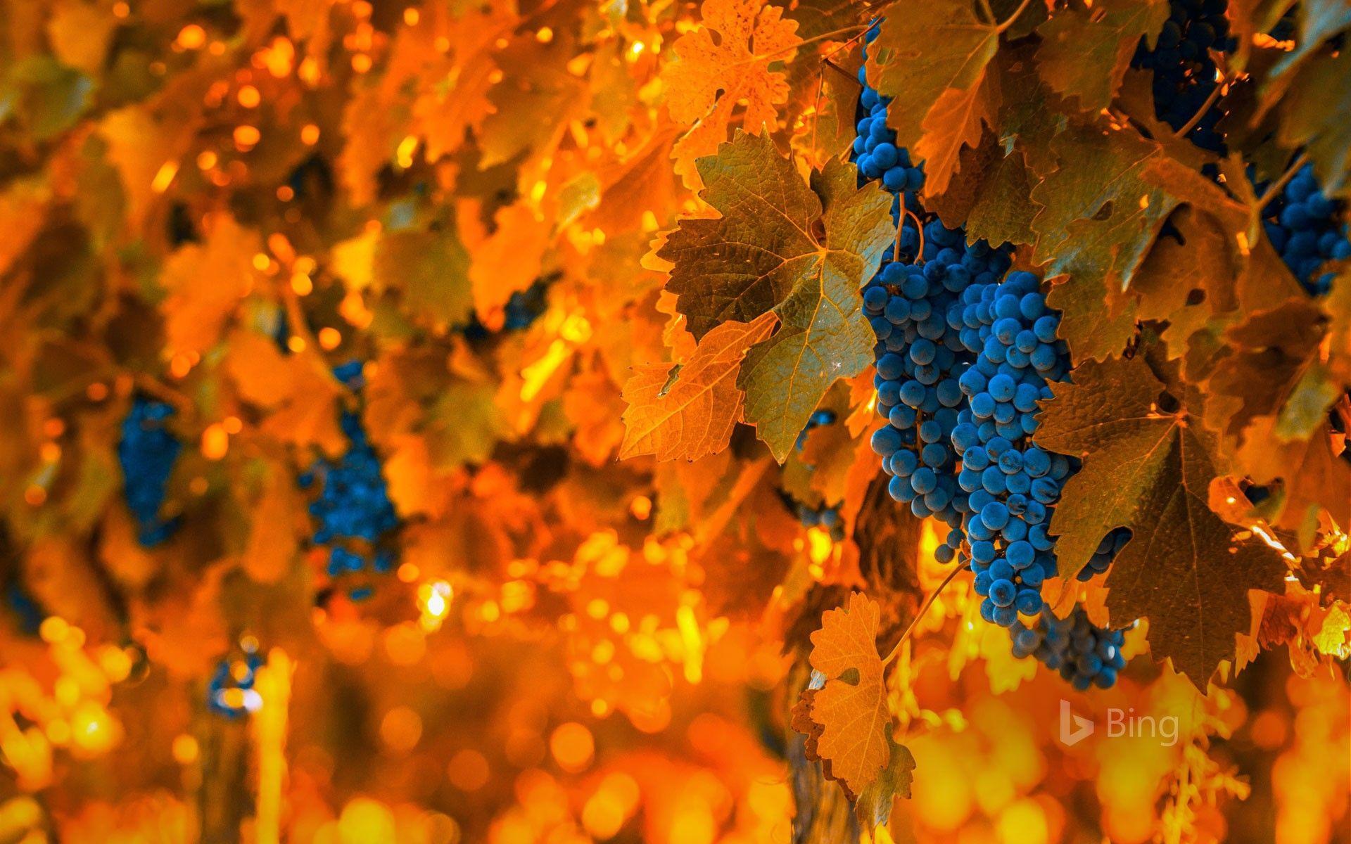 1920x1200 Grapes On The Vine In Mendoza, Argentina (© Javarman3 IStock Getty Image Plus) Wallpaper Rai. Grapes, Grape Harvesting, Mendoza Argentina