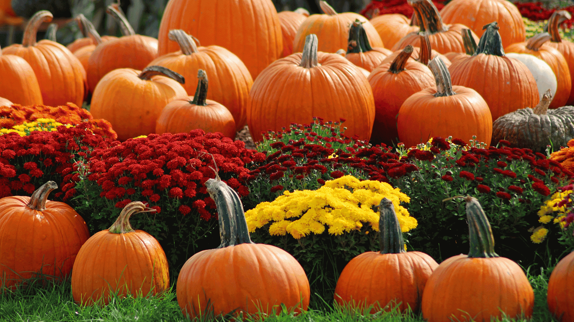 1920x1080 Pumpkin Festival Wallpaper