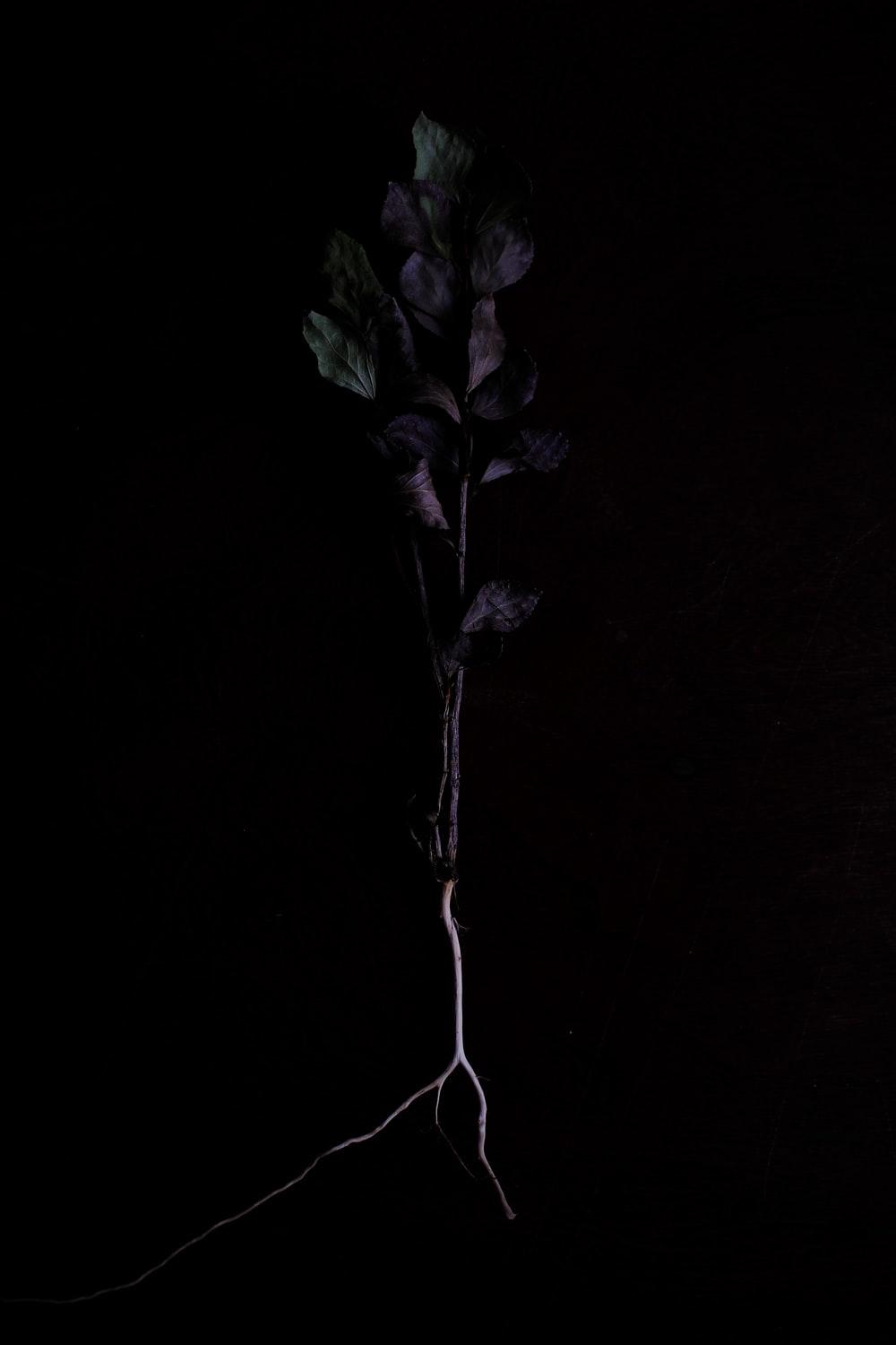 1000x1500 Dead Nature Picture. Download Free Image