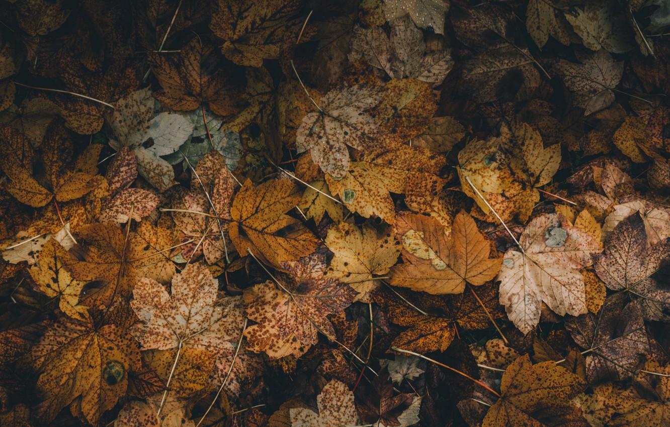 1332x850 Photo Wallpaper Nature, Dead, Autumn, Leaves, Blur, Leaves Background