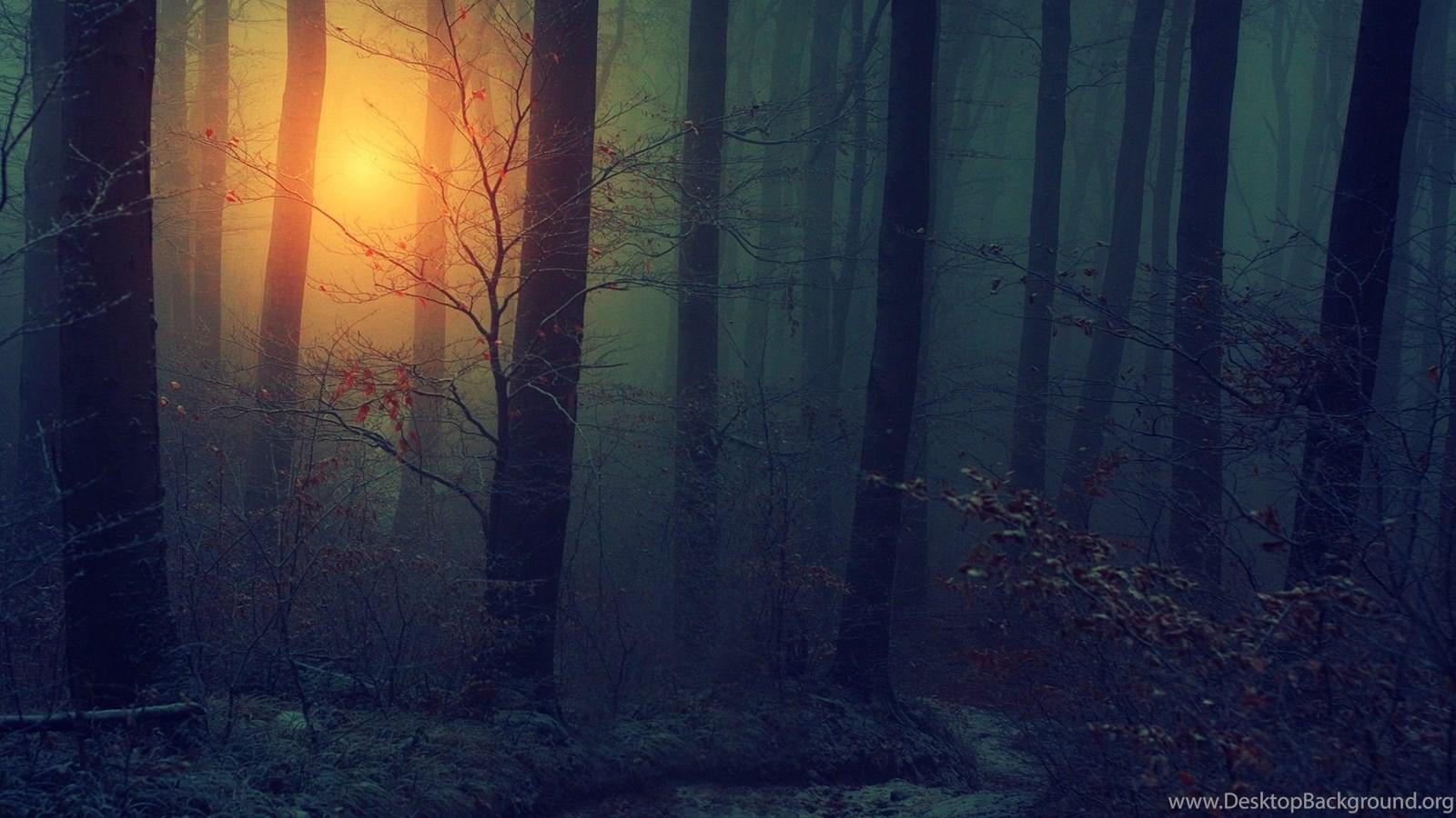 1600x900 Forest In The Winter And The Trees Are Dead Nature Wallpaper. Desktop Background