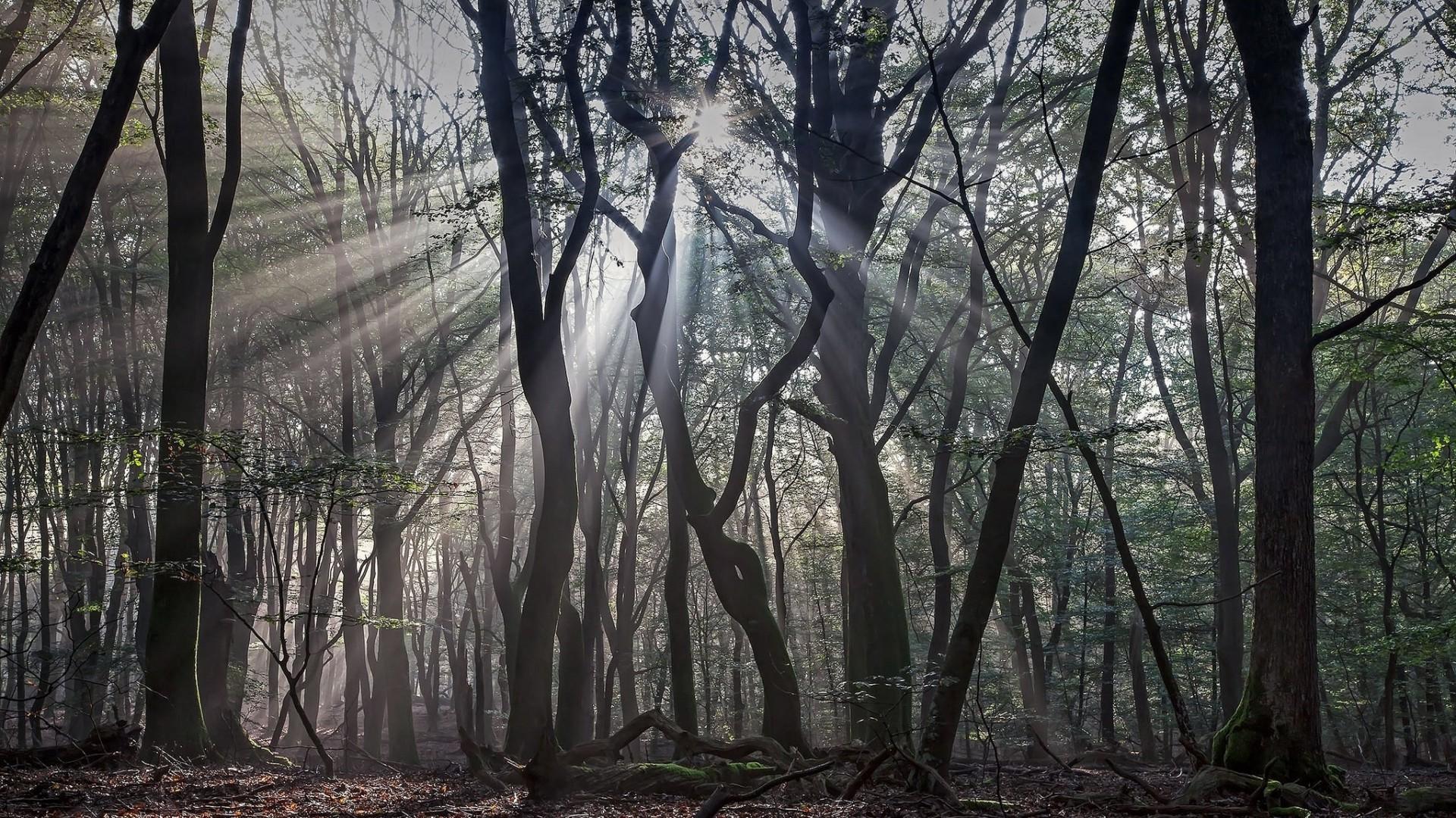 1920x1080 nature, Trees, Forest, Branch, Leaves, Wood, Mist, Sun Rays, Dead Trees, Silhouette, Moss Wallpaper HD / Desktop and Mobile Background
