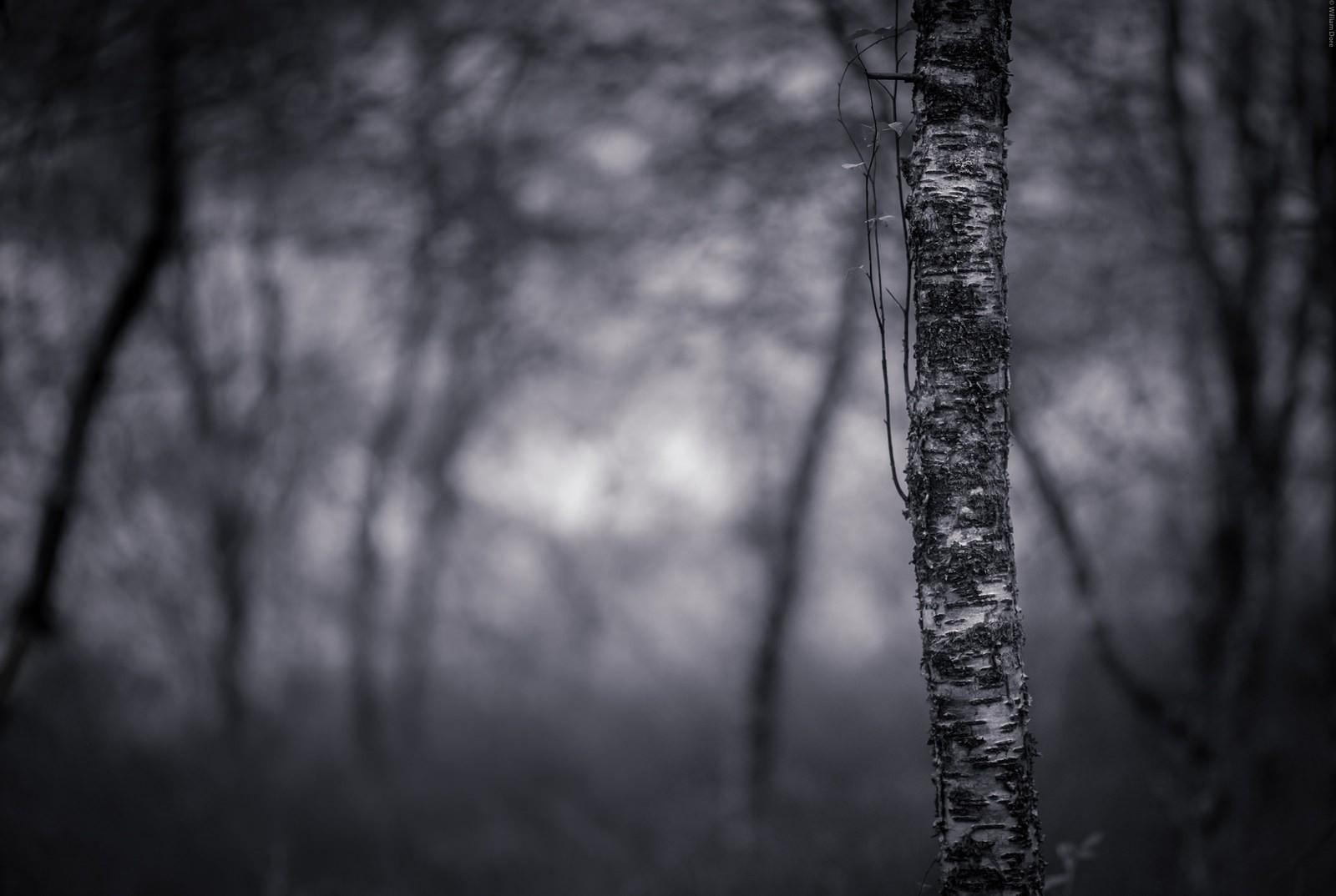 1600x1074 dead, Nature, Photography, Trees, Macro, Ghost Wallpaper HD / Desktop and Mobile Background