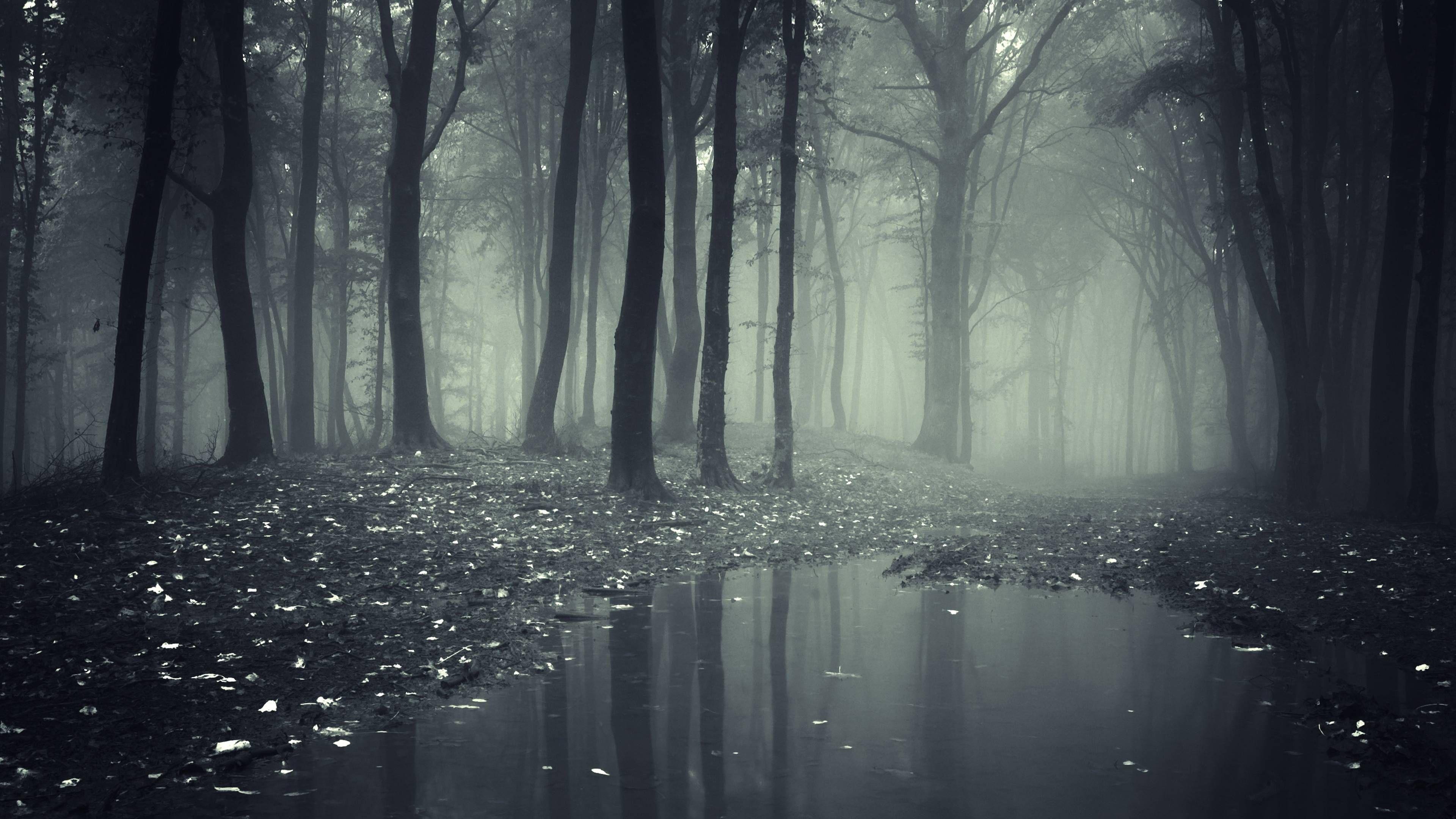 3840x2160 Dead Forest Wallpaper