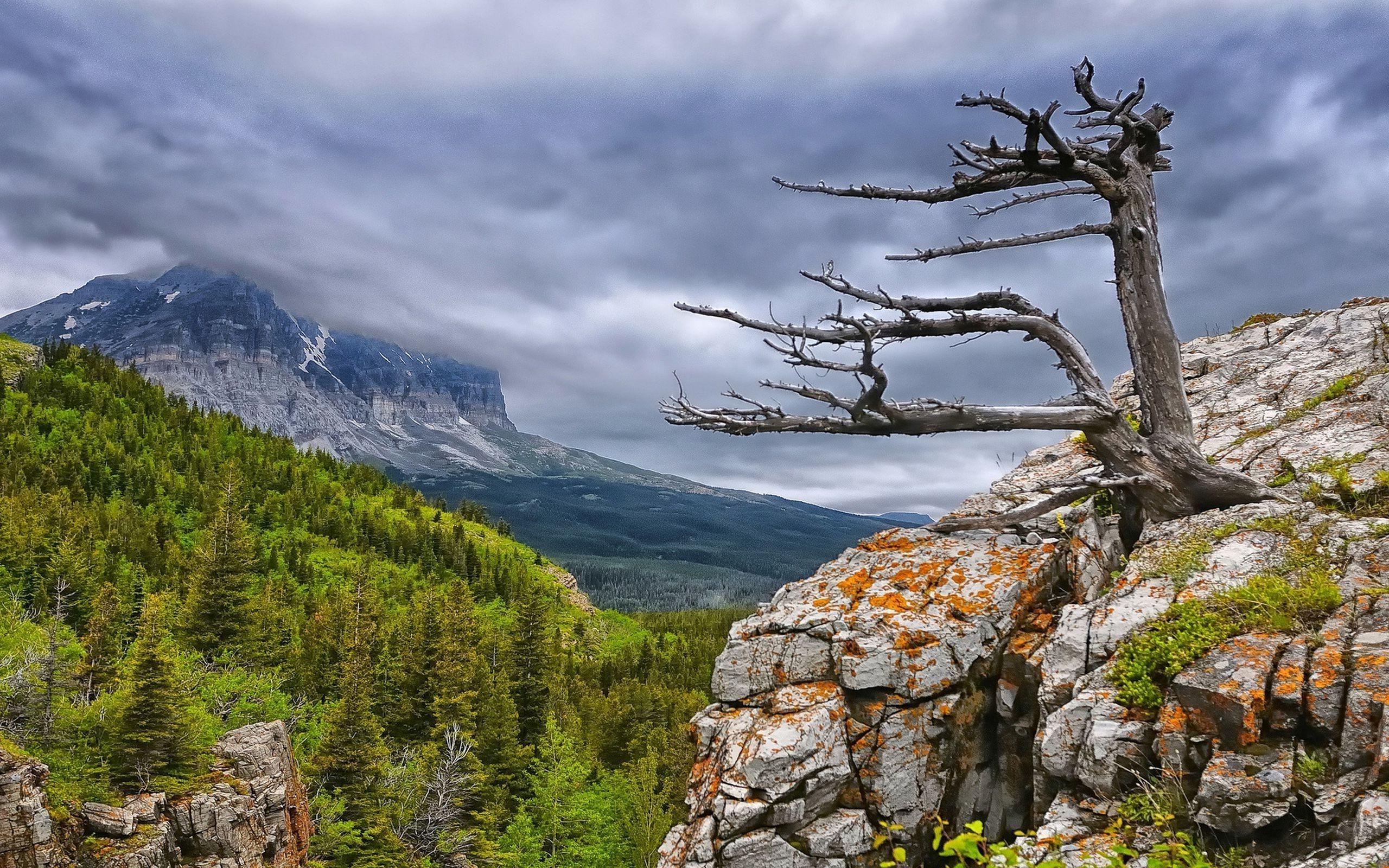2560x1600 nature landscape mountain cliff forest clouds overcast trees dead trees wallpaper