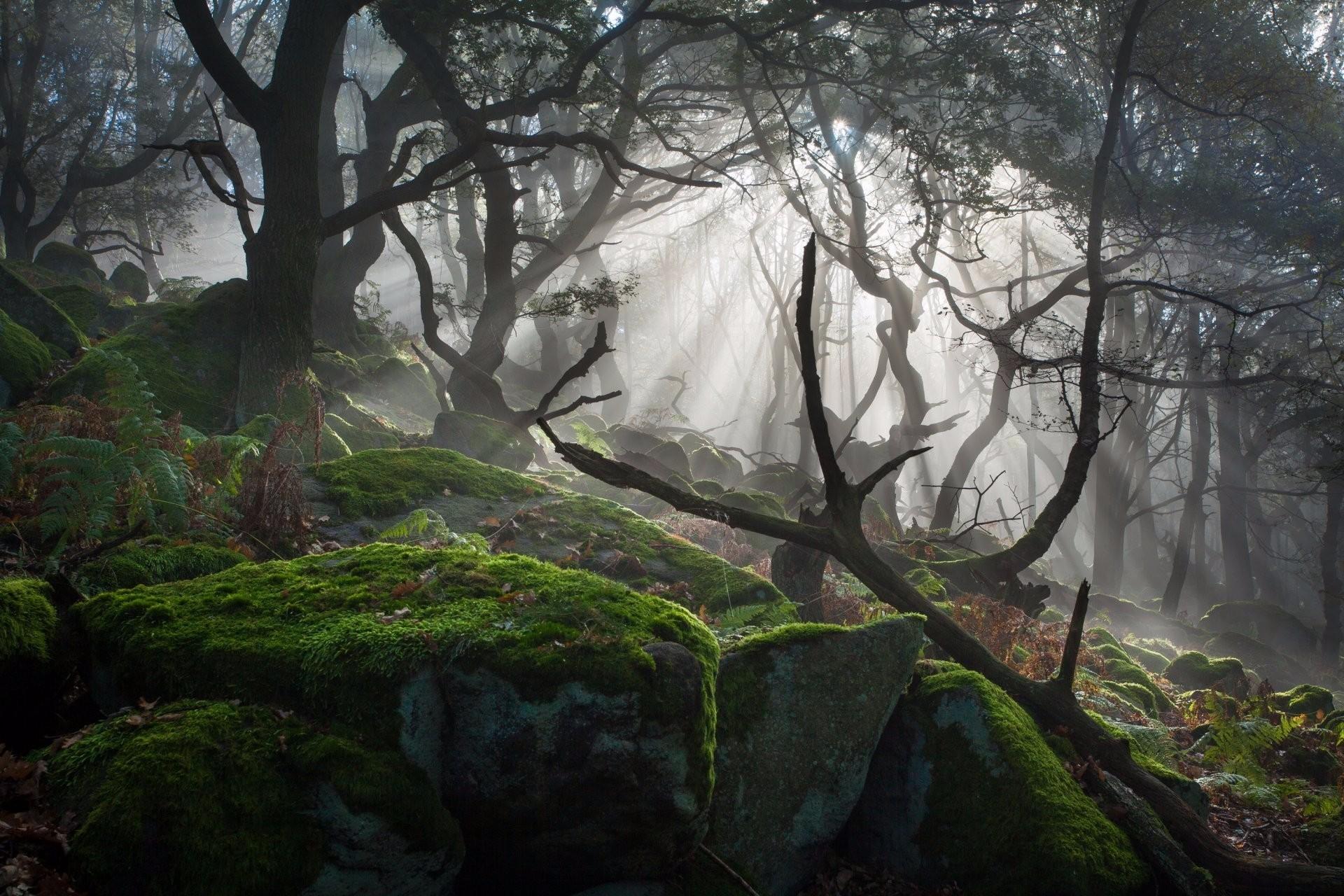 1920x1280 #dark, #forest, #mist, #rocks, #photography, #dead trees, #landscape, #nature, #moss, wallpaper. Mocah HD Wallpaper