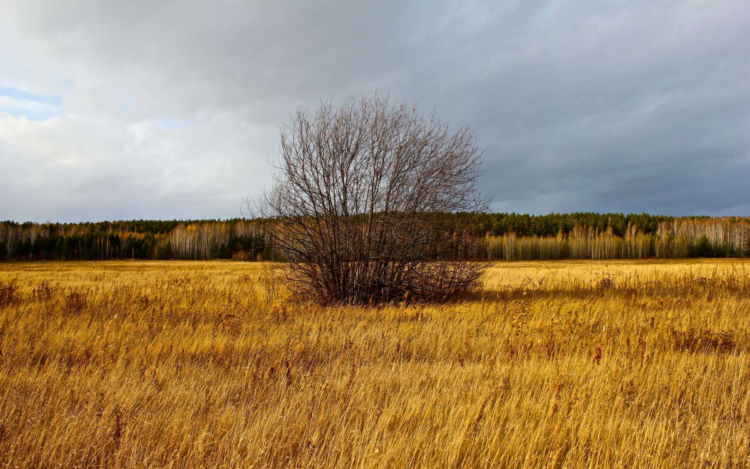 2560x1600 Dead Tree Inside The Wheat Field Wallpaper. All is Wall