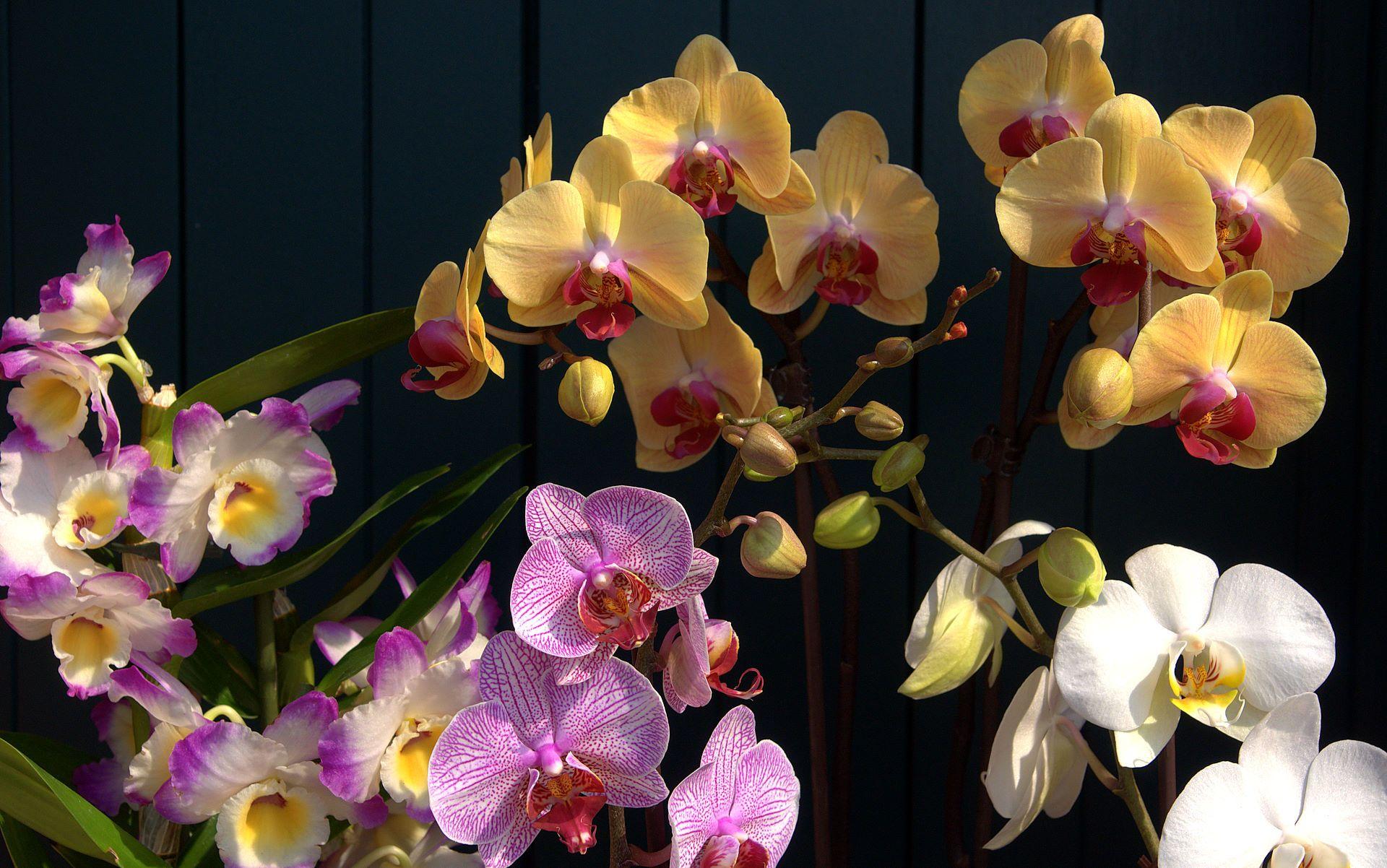 1920x1202 habrumalas: Orchids Wallpaper Image