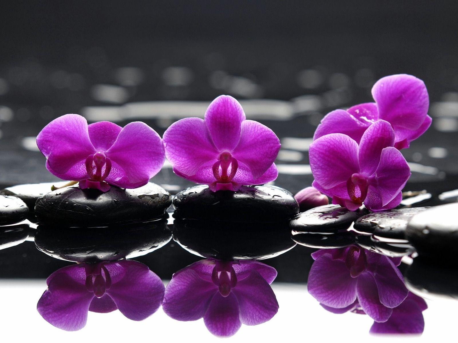 1600x1200 Purple Orchid Wallpaper 3 X 1200