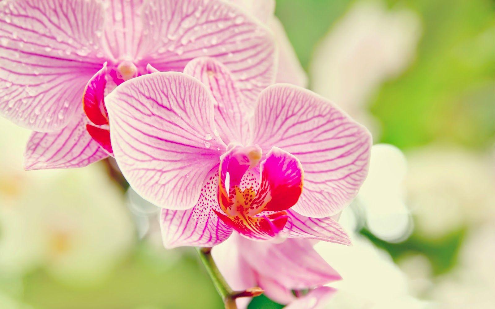 1600x1000 Orchid Flower image HD Wallpaper Free Download