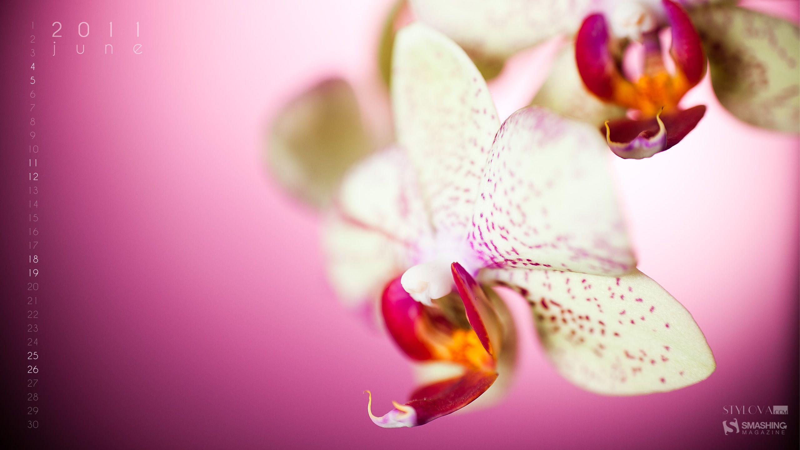 2560x1440 Download the June Orchid Wallpaper, June Orchid iPhone Wallpaper