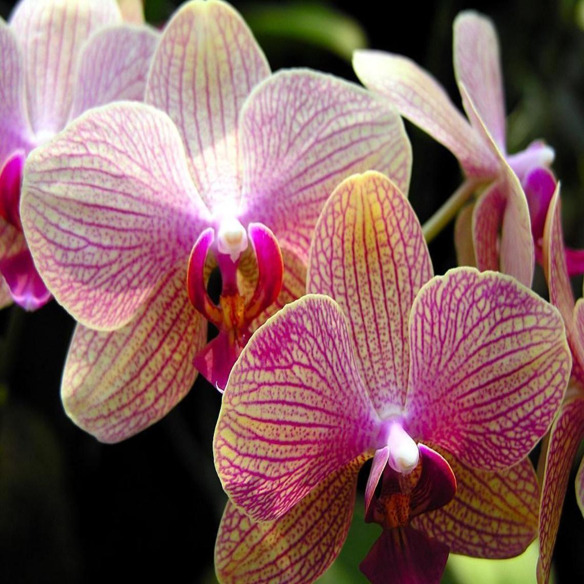 Orchid and Rock Wallpapers - Top Free Orchid and Rock Backgrounds ...