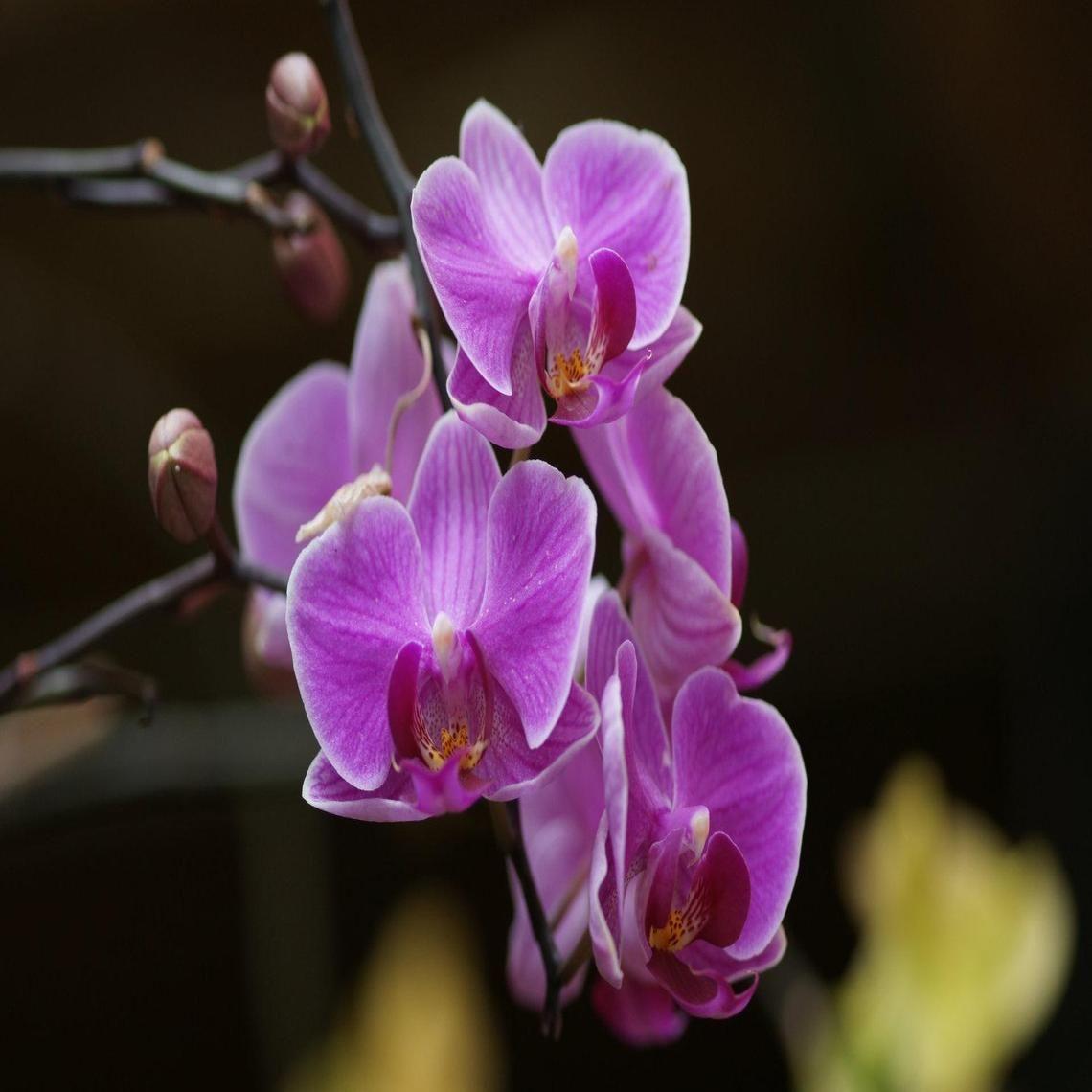 1140x1140 PURPLE ORCHID