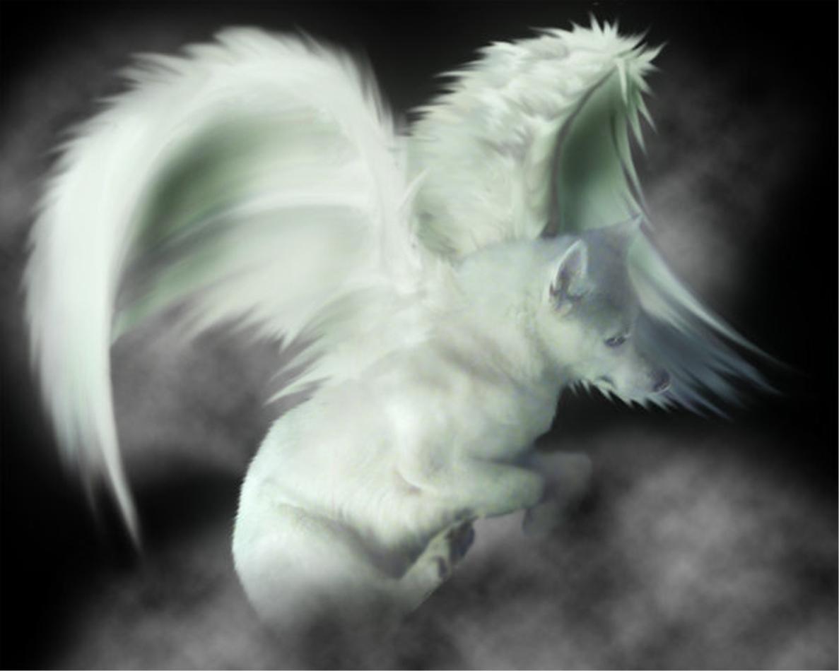 1187x950 Wolf With Wings Wallpaper