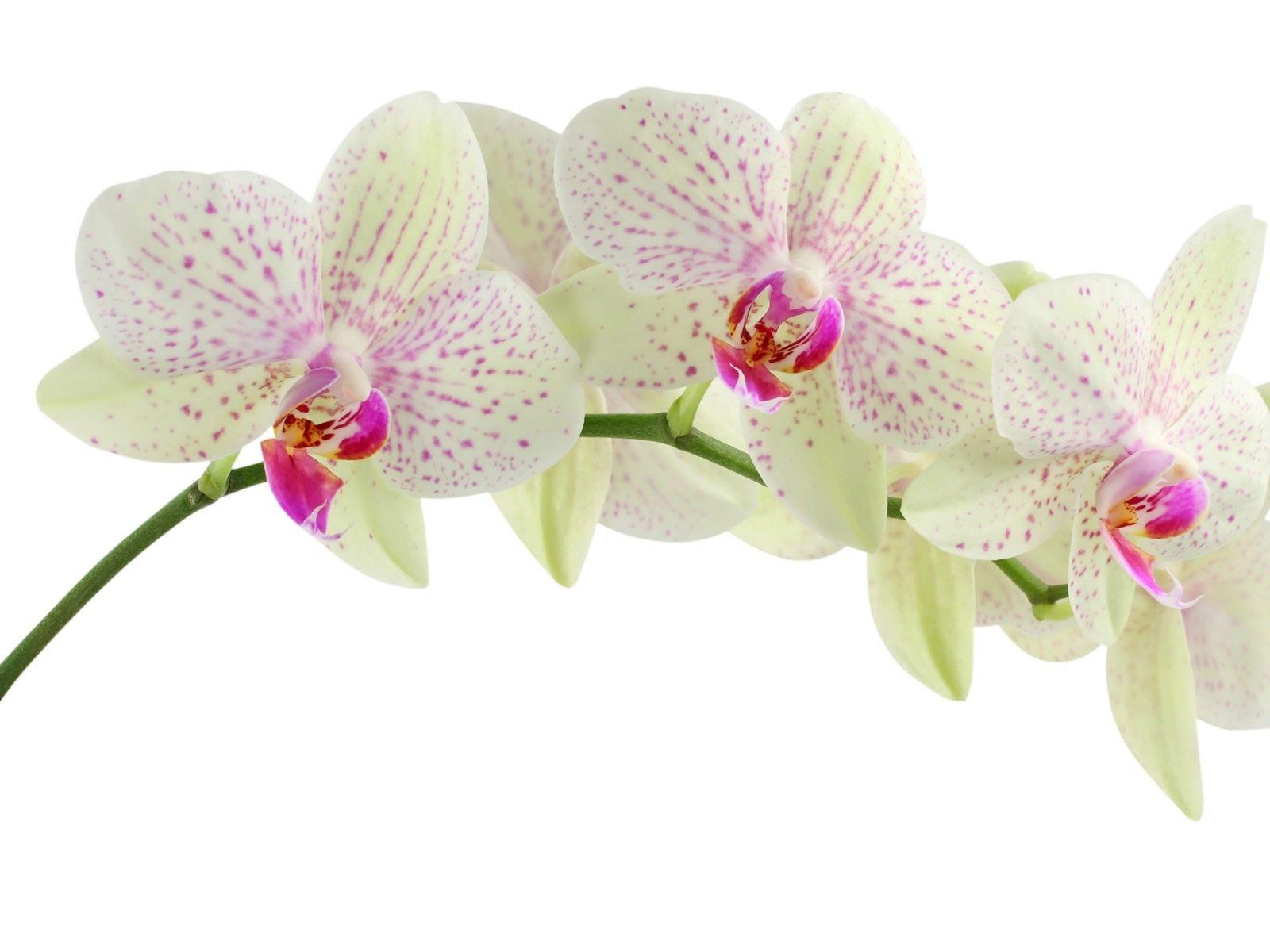 1600x1200 Beautiful Orchid Wallpaper