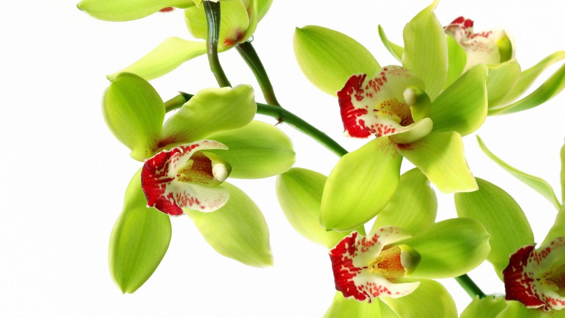 1920x1080 Orchid Flower latest HD Desktop Wallpaper Picture Gallery