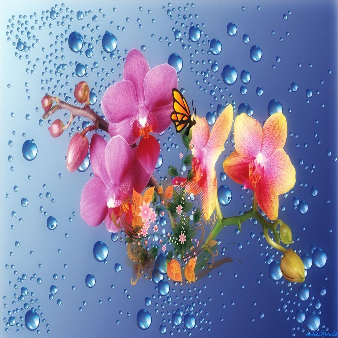 1140x1140 Orchid. wallpaper. Orchid and Rock