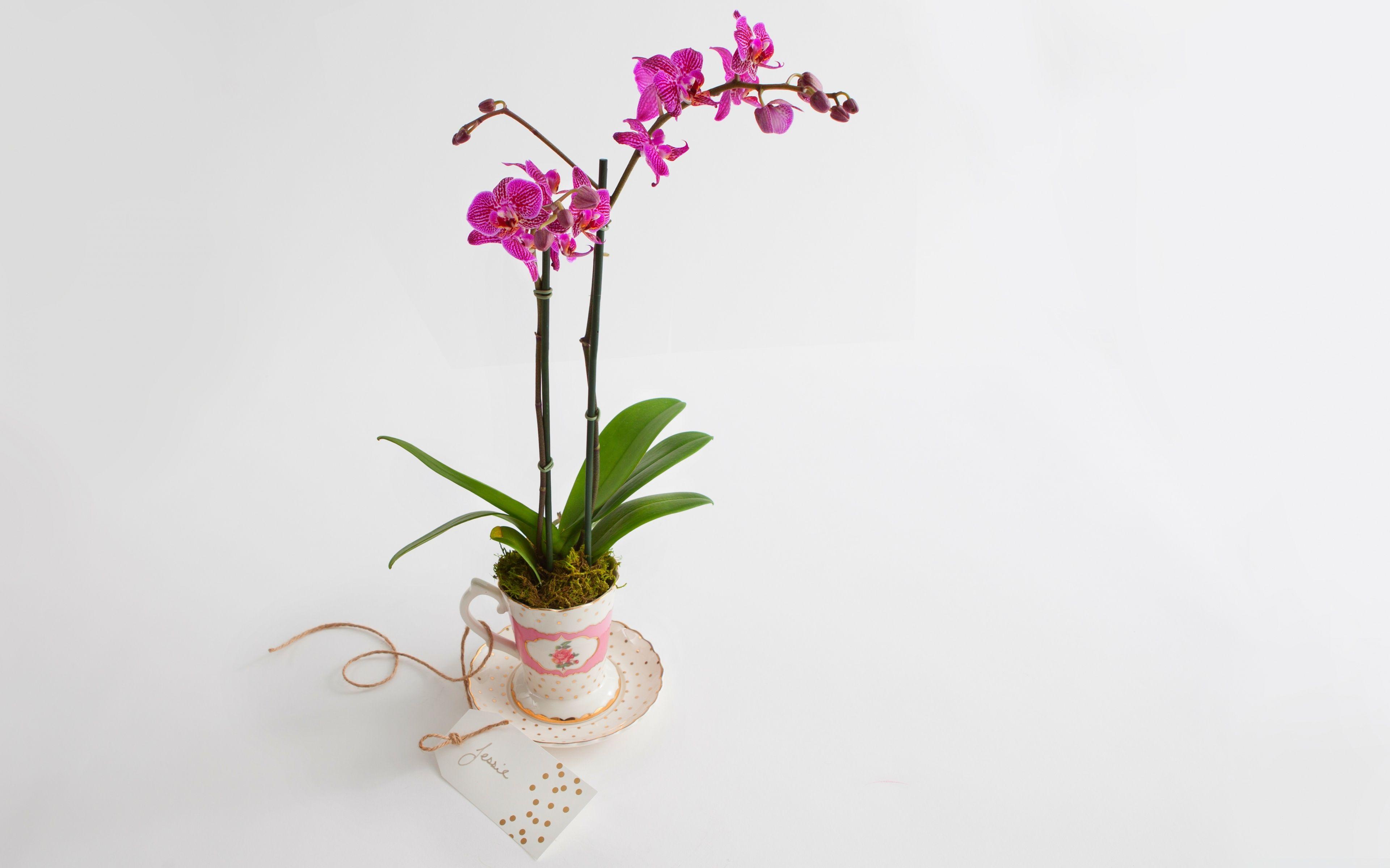 3840x2400 Phalaenopsis Orchid Gift ❤ 4K HD Desktop Wallpaper for 4K Ultra HD