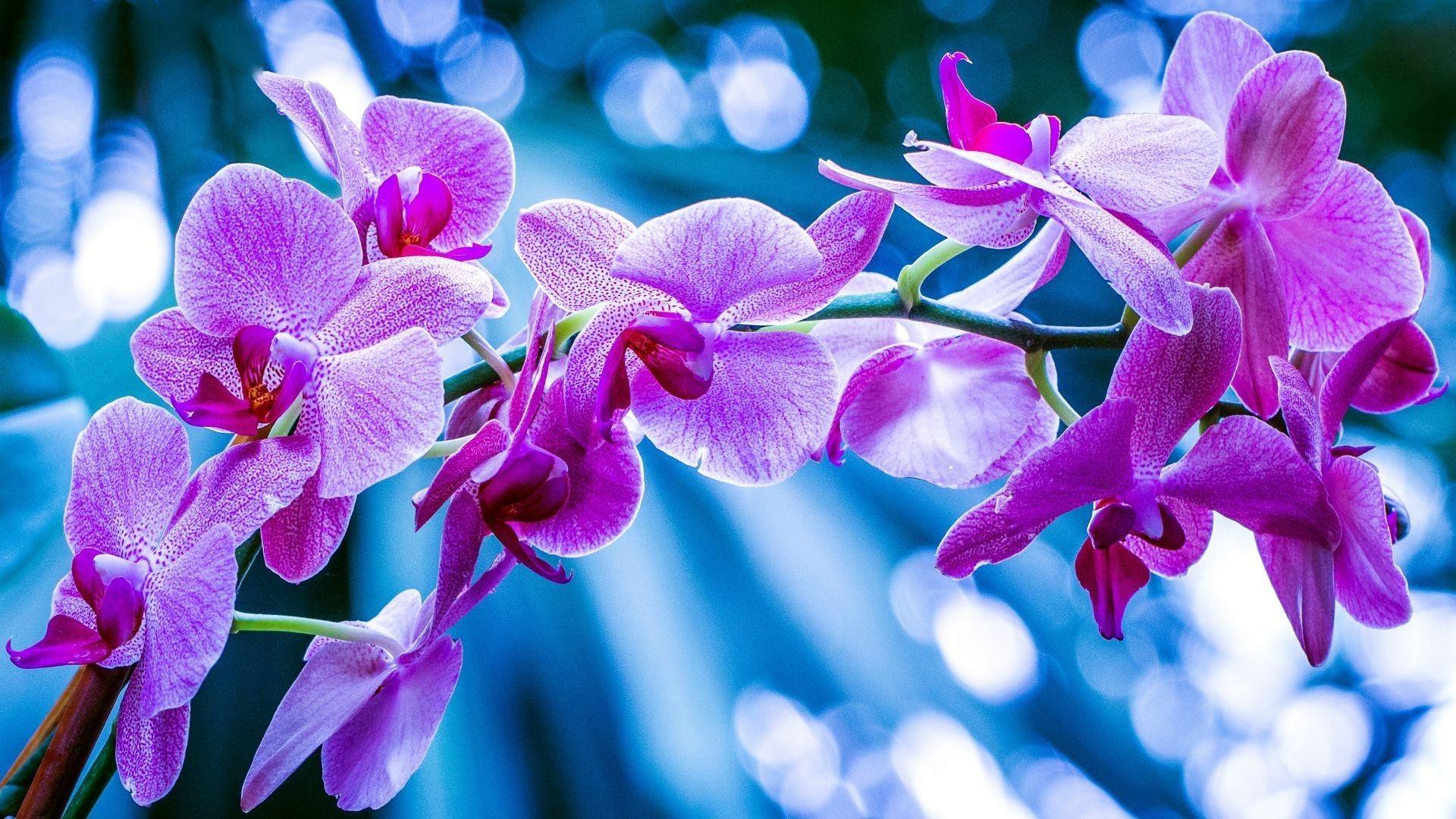 1920x1080 Phalaenopsis Orchid Wallpaper. Wallpaper Studio 10
