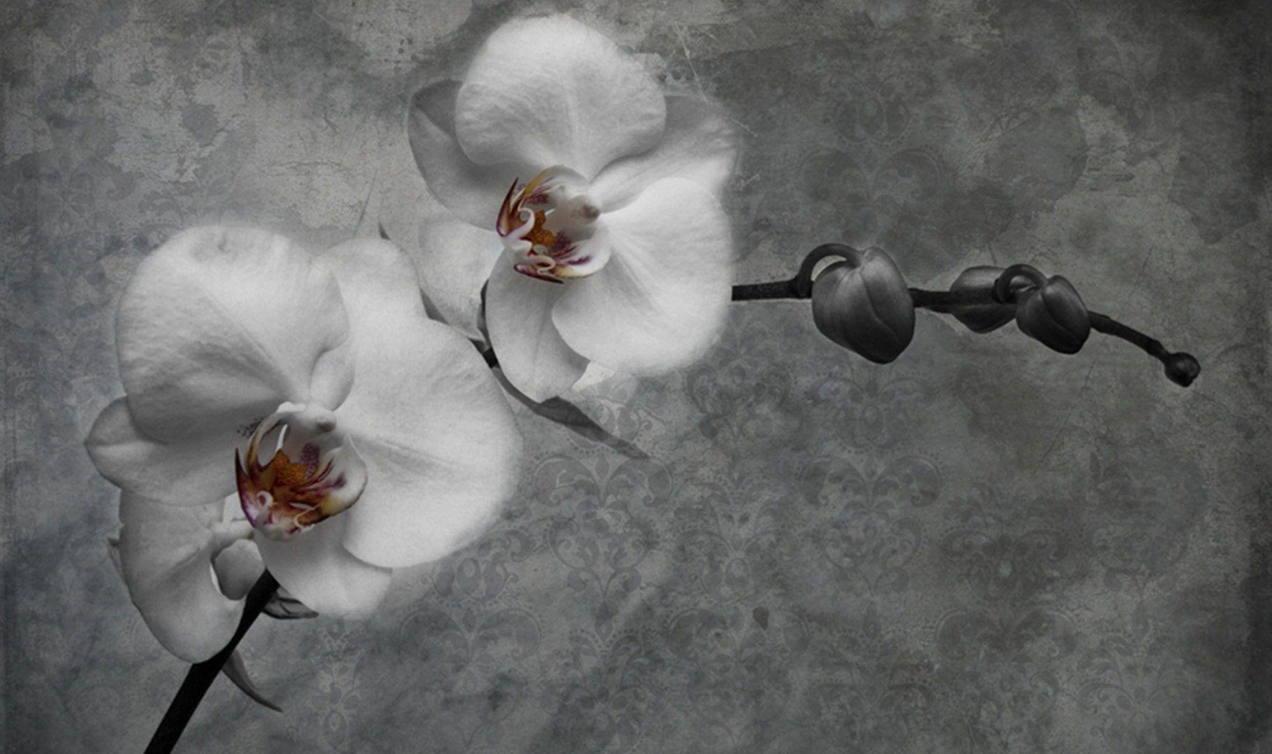 1822x1080 AAAAAA Color wallpaper: Waterfall Beautiful Rock Macro Live