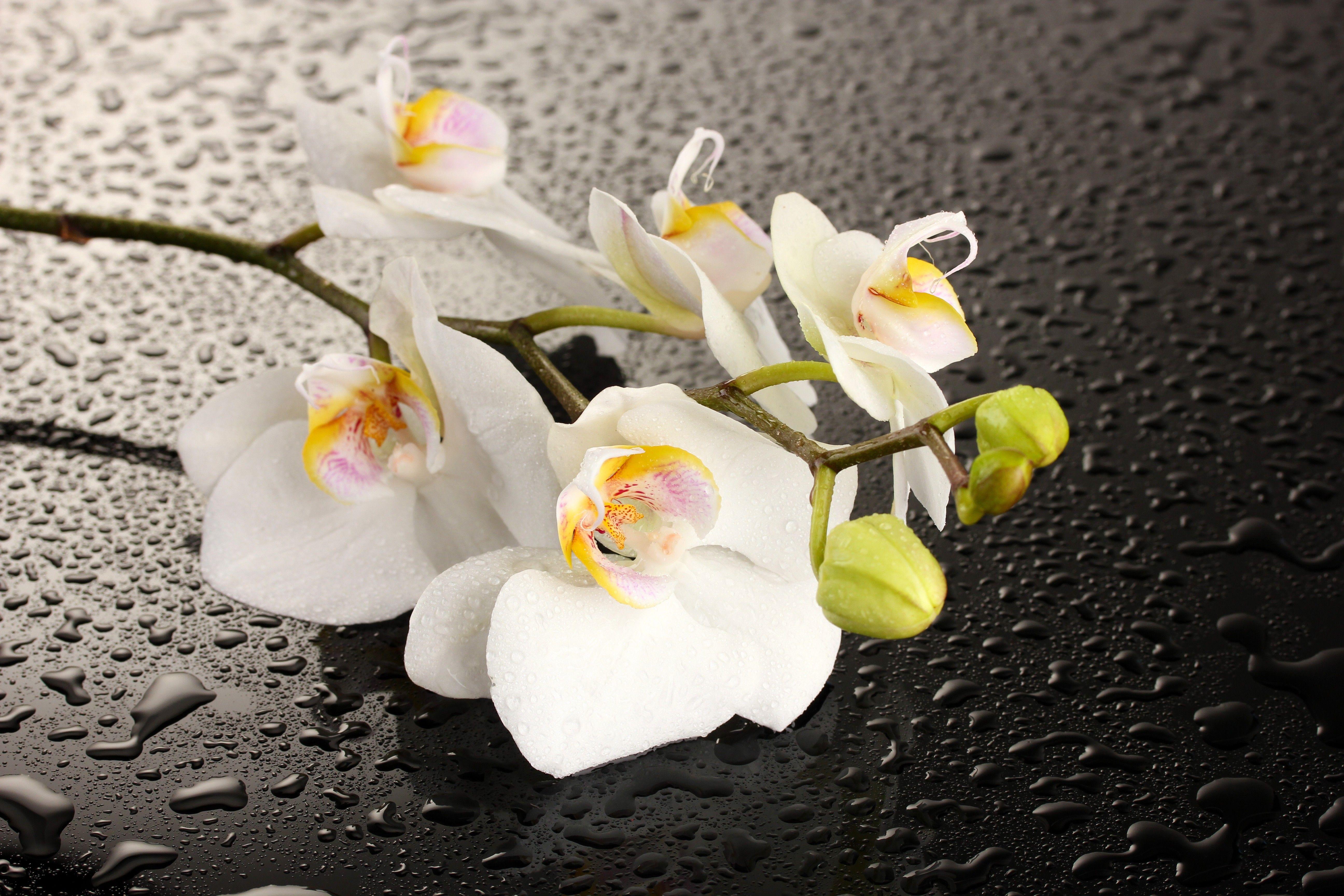 5184x3456 One orchid wallpaper. PC